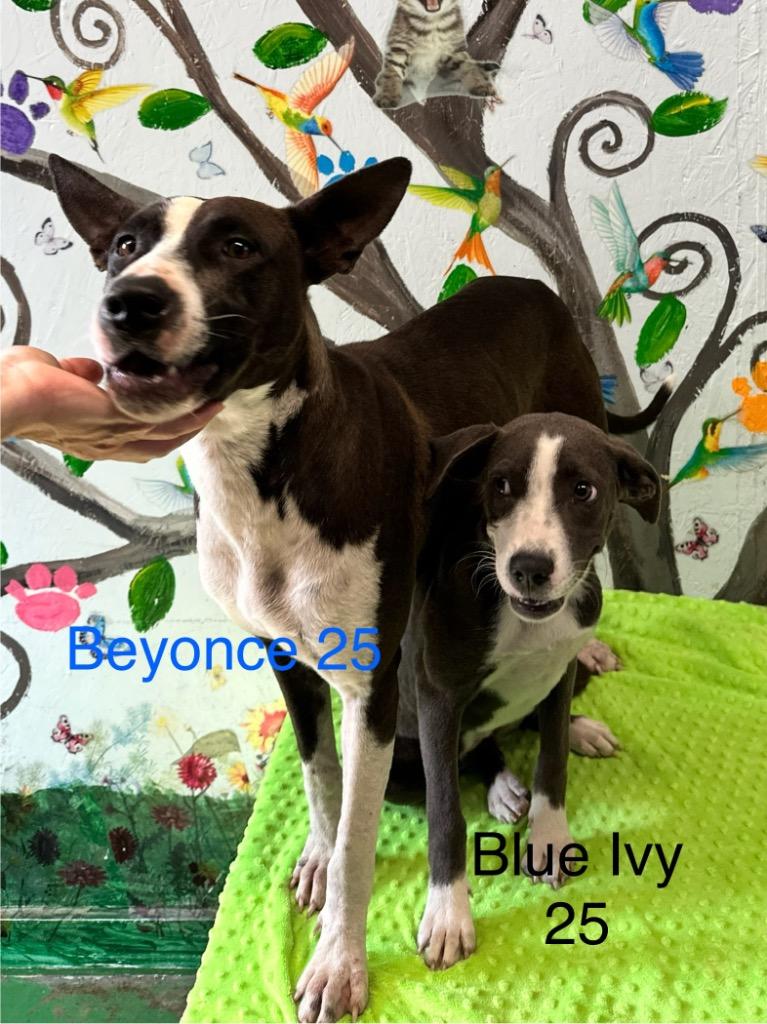 Beyonce 25, Adoptable, Adult Female Australian Cattle Dog / Blue Heeler & Labrador Retriever.