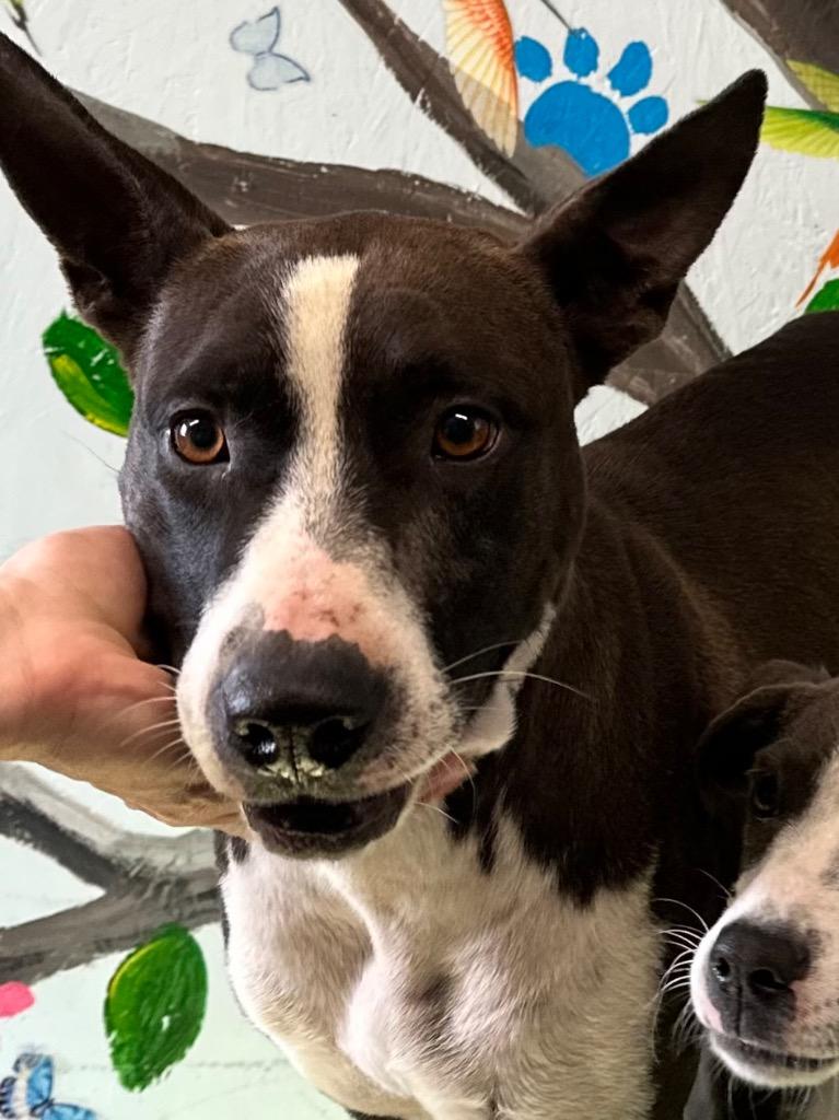 Enlarge Beyonce 25, a Adoptable mixed breed in Brookhaven, MS image 2/4