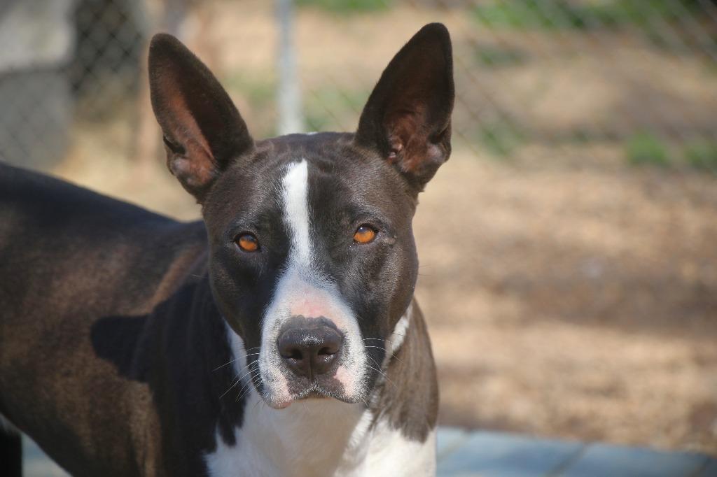 Enlarge Beyonce 25, a Adoptable mixed breed in Brookhaven, MS image 1/4