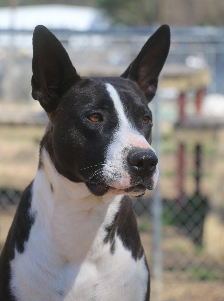 Enlarge Beyonce 25, a Adoptable mixed breed in Brookhaven, MS image 2/4
