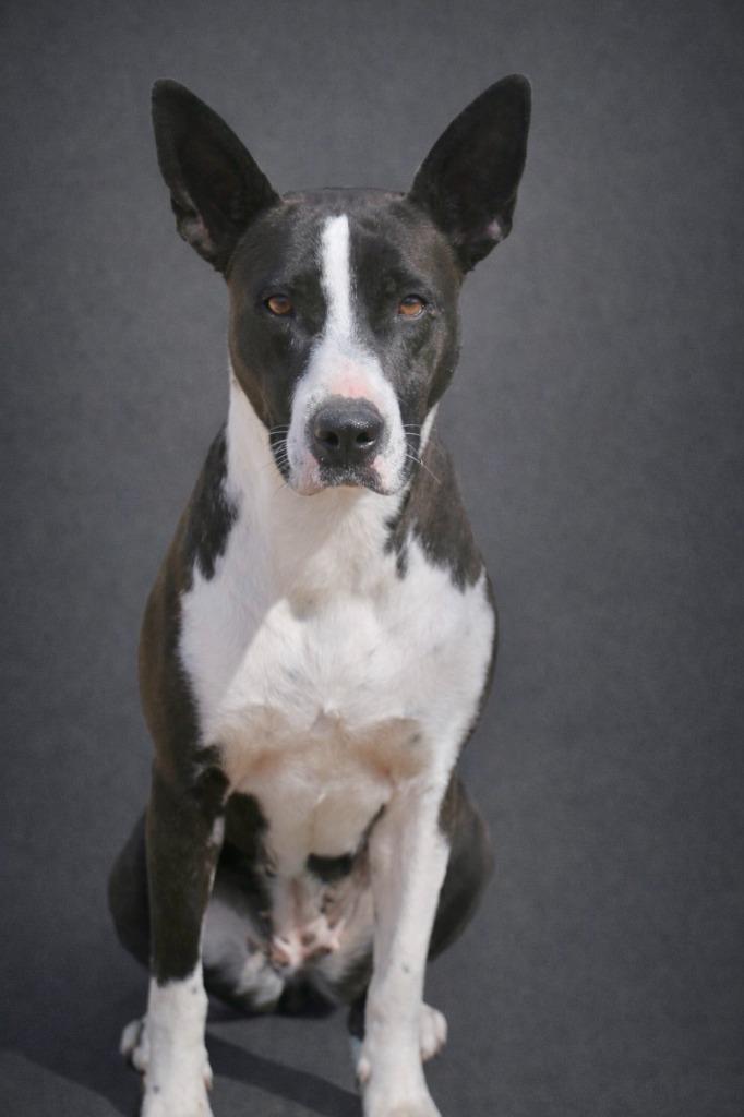 Enlarge Beyonce 25, a Adoptable mixed breed in Brookhaven, MS image 3/4