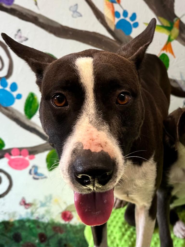 Enlarge Beyonce 25, a Adoptable mixed breed in Brookhaven, MS image 4/4