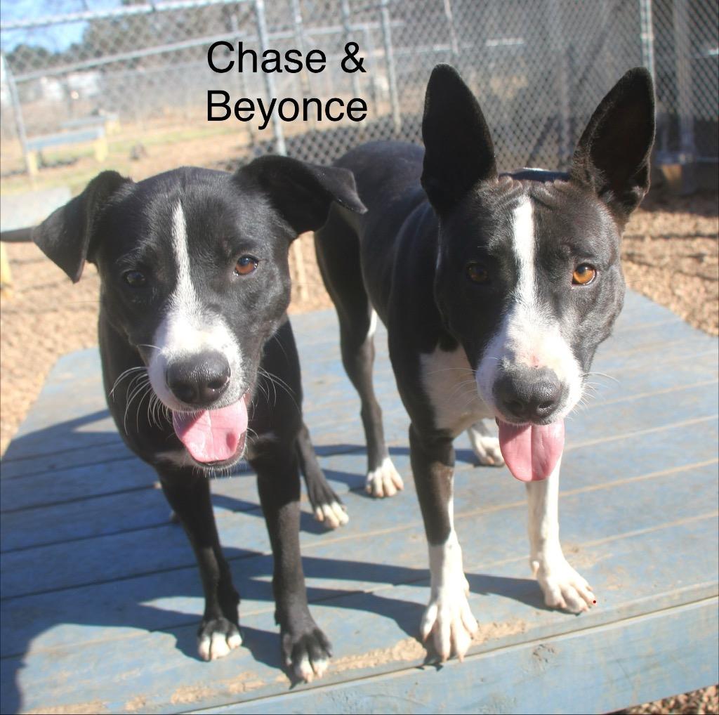 Enlarge Beyonce 25, a Adoptable mixed breed in Brookhaven, MS image 1/2