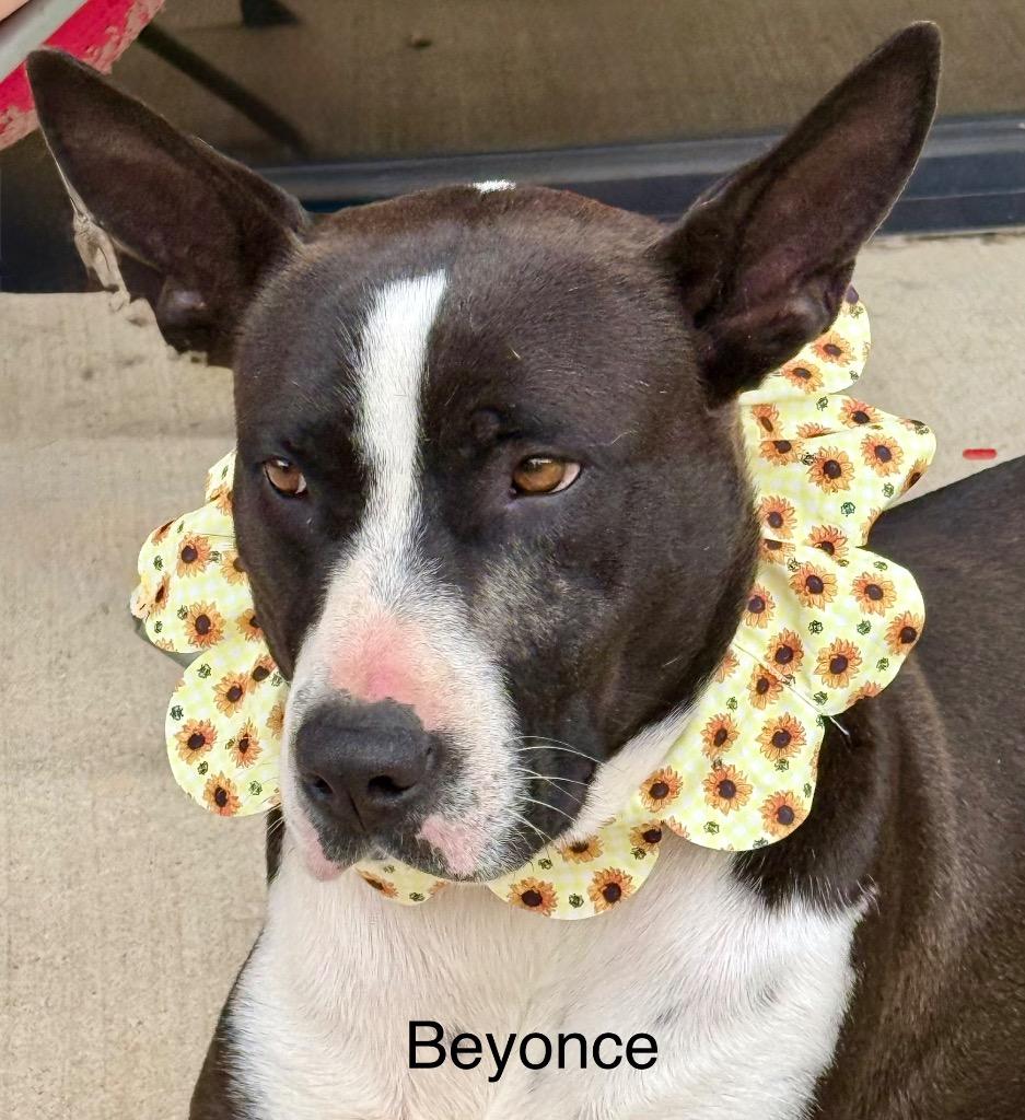 Enlarge Beyonce 25, a Adoptable mixed breed in Brookhaven, MS image 2/2