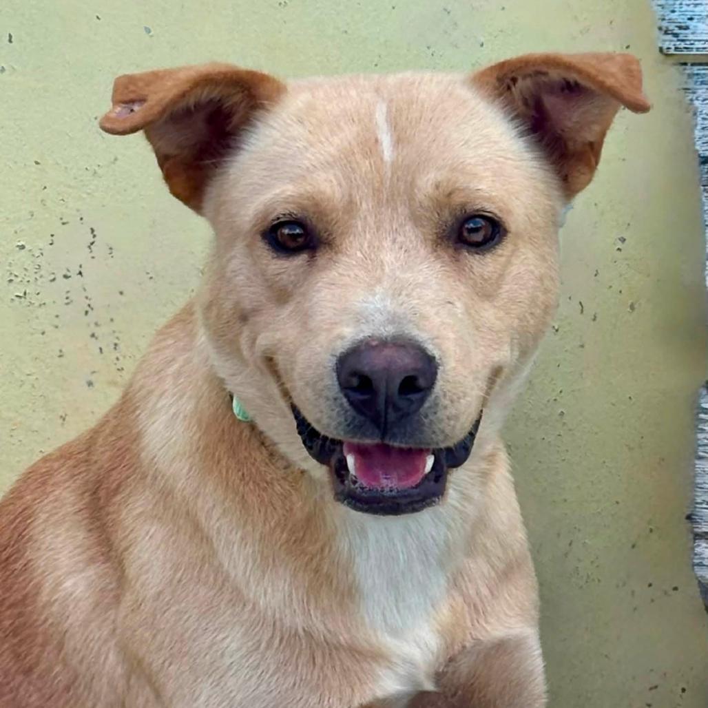 Milo, Adoptable, Young Male Yellow Labrador Retriever & Mixed Breed.