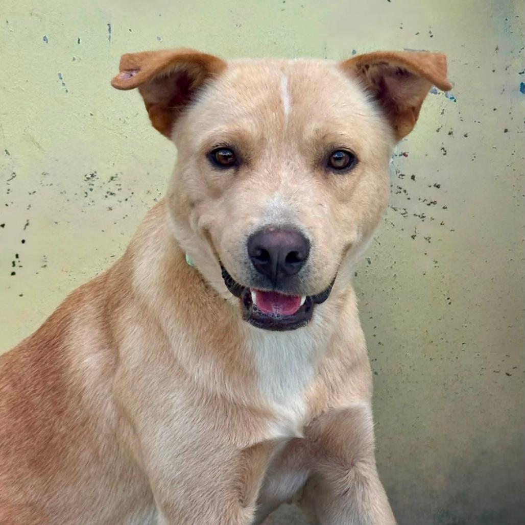 Enlarge Milo, a Adoptable mixed breed in Marshall, TX image 2/3