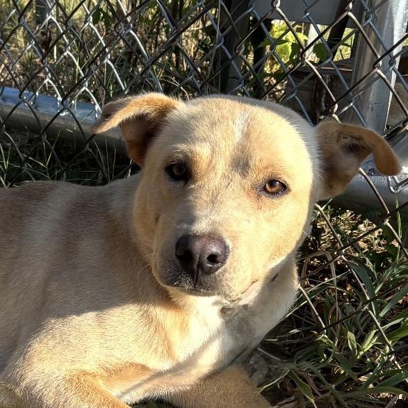 Enlarge Milo, a Adoptable mixed breed in Marshall, TX image 3/3