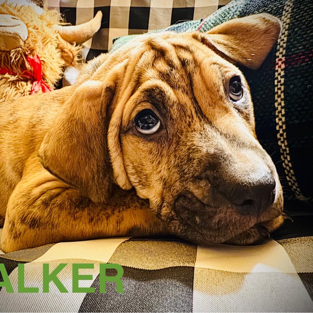 Enlarge Walker, a Adoptable Mixed Breed in Oxford, ME image 1/1