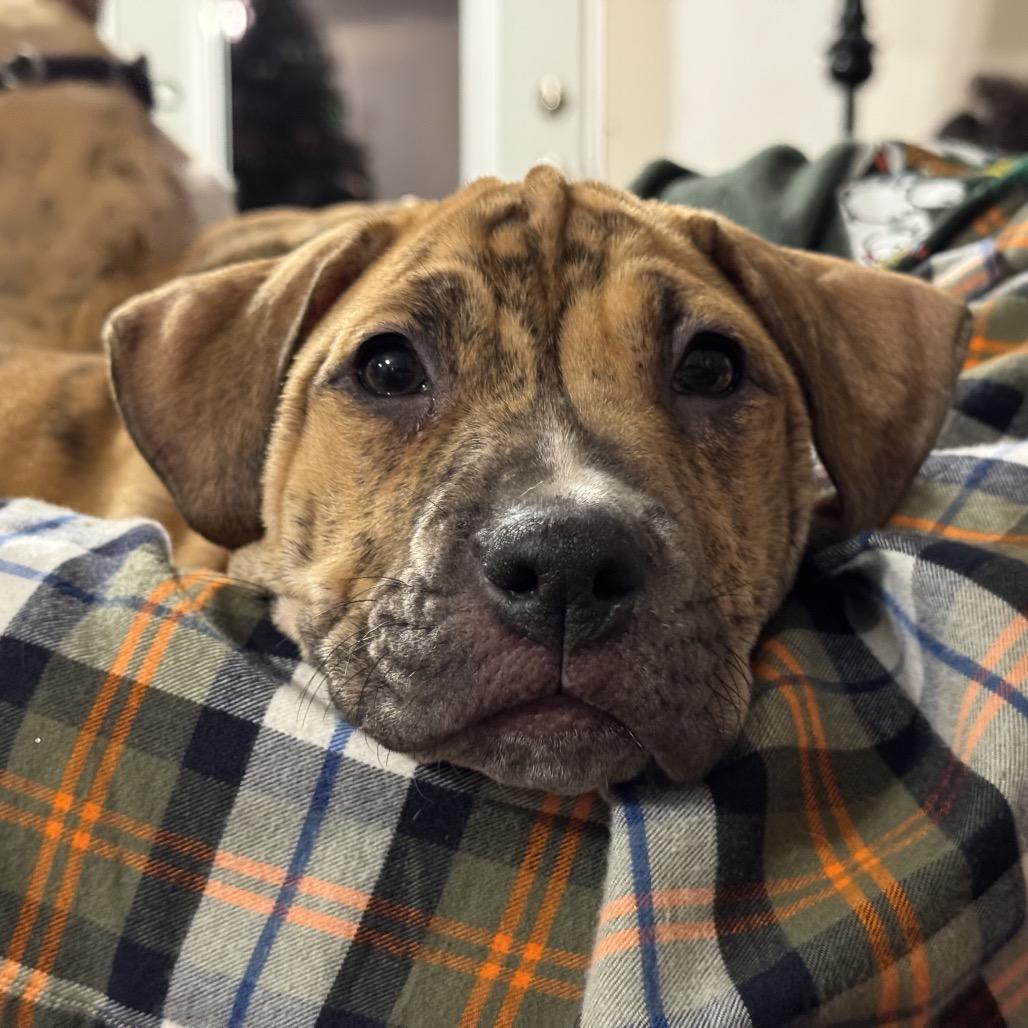 Enlarge Walker, a Adoptable Mixed Breed in Oxford, ME image 2/2