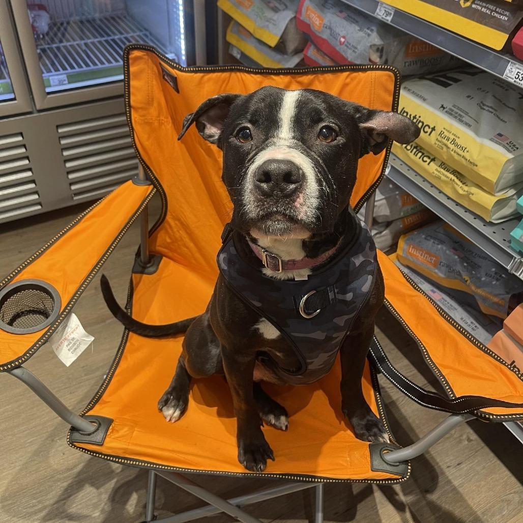 Chopper, Adoptable, Young Male Pit Bull Terrier.