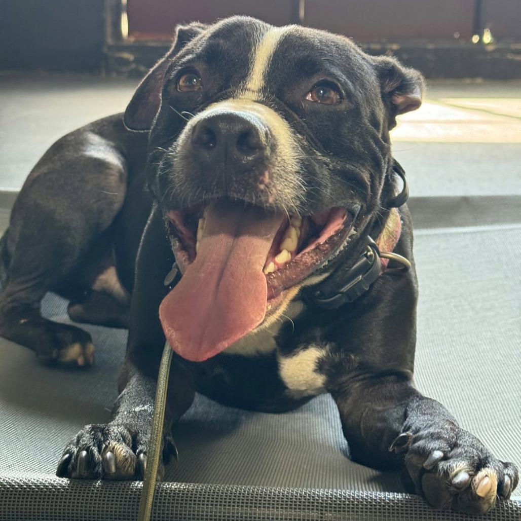 Enlarge Chopper, a Adoptable Pit Bull Terrier in Levittown, NY image 2/6