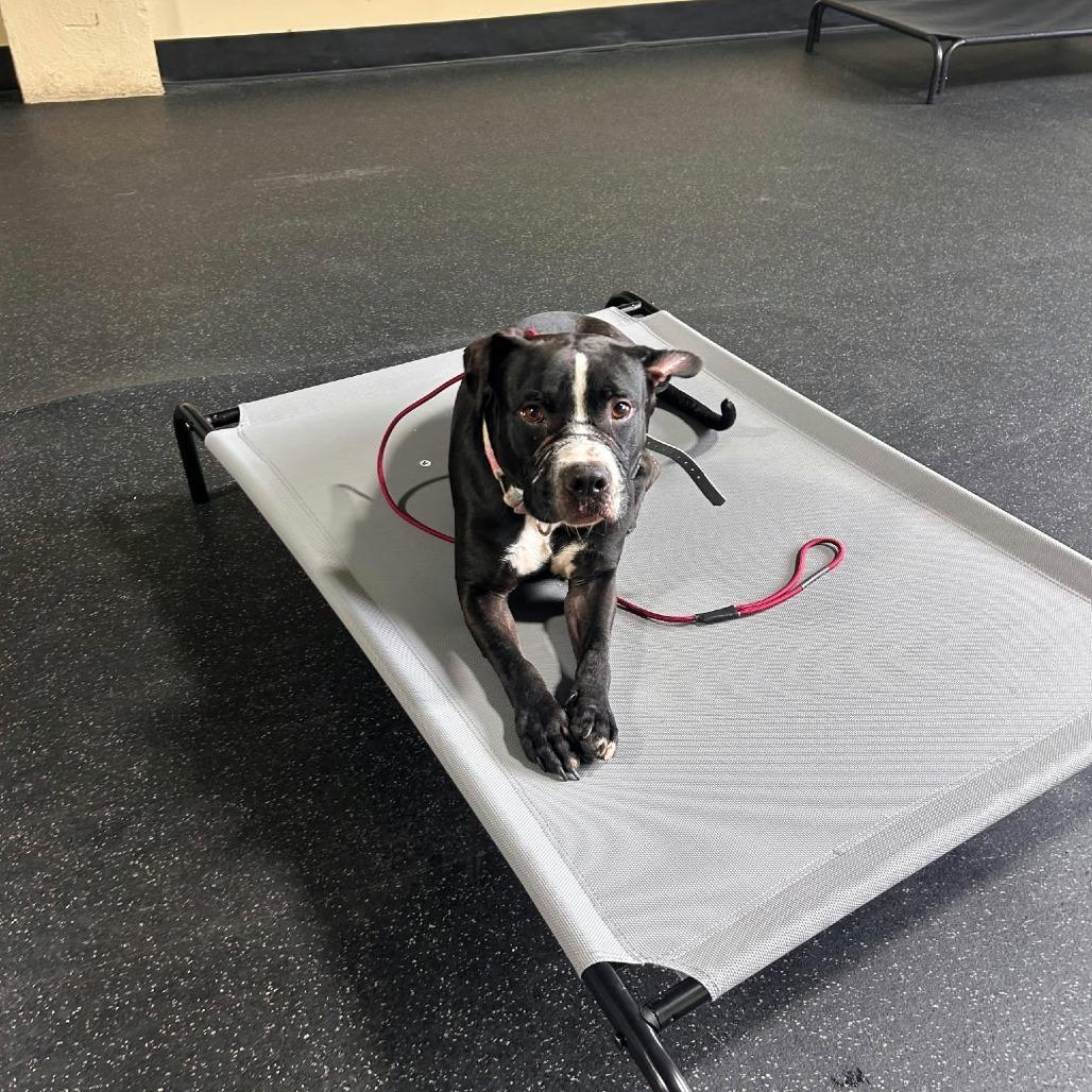 Enlarge Chopper, a Adoptable Pit Bull Terrier in Levittown, NY image 3/6