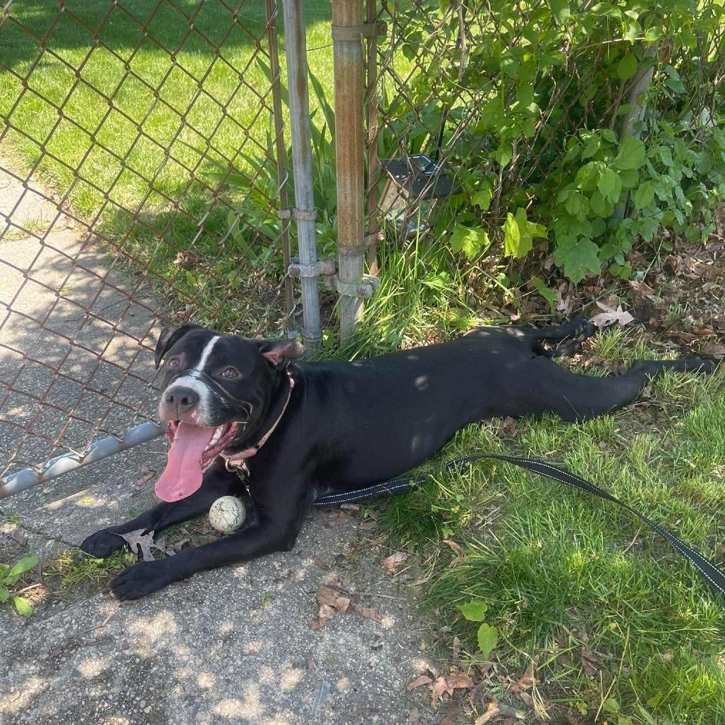 Enlarge Chopper, a Adoptable Pit Bull Terrier in Levittown, NY image 4/6