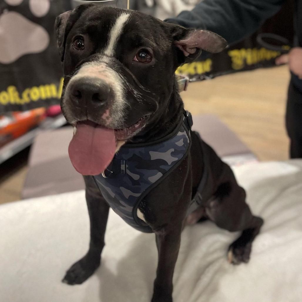 Enlarge Chopper, a Adoptable Pit Bull Terrier in Levittown, NY image 5/6