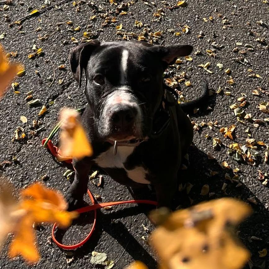 Enlarge Chopper, a Adoptable Pit Bull Terrier in Levittown, NY image 6/6