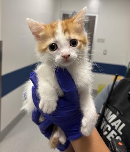 Florence, Adoptable, Kitten Male Domestic Short Hair & Domestic Short Hair.