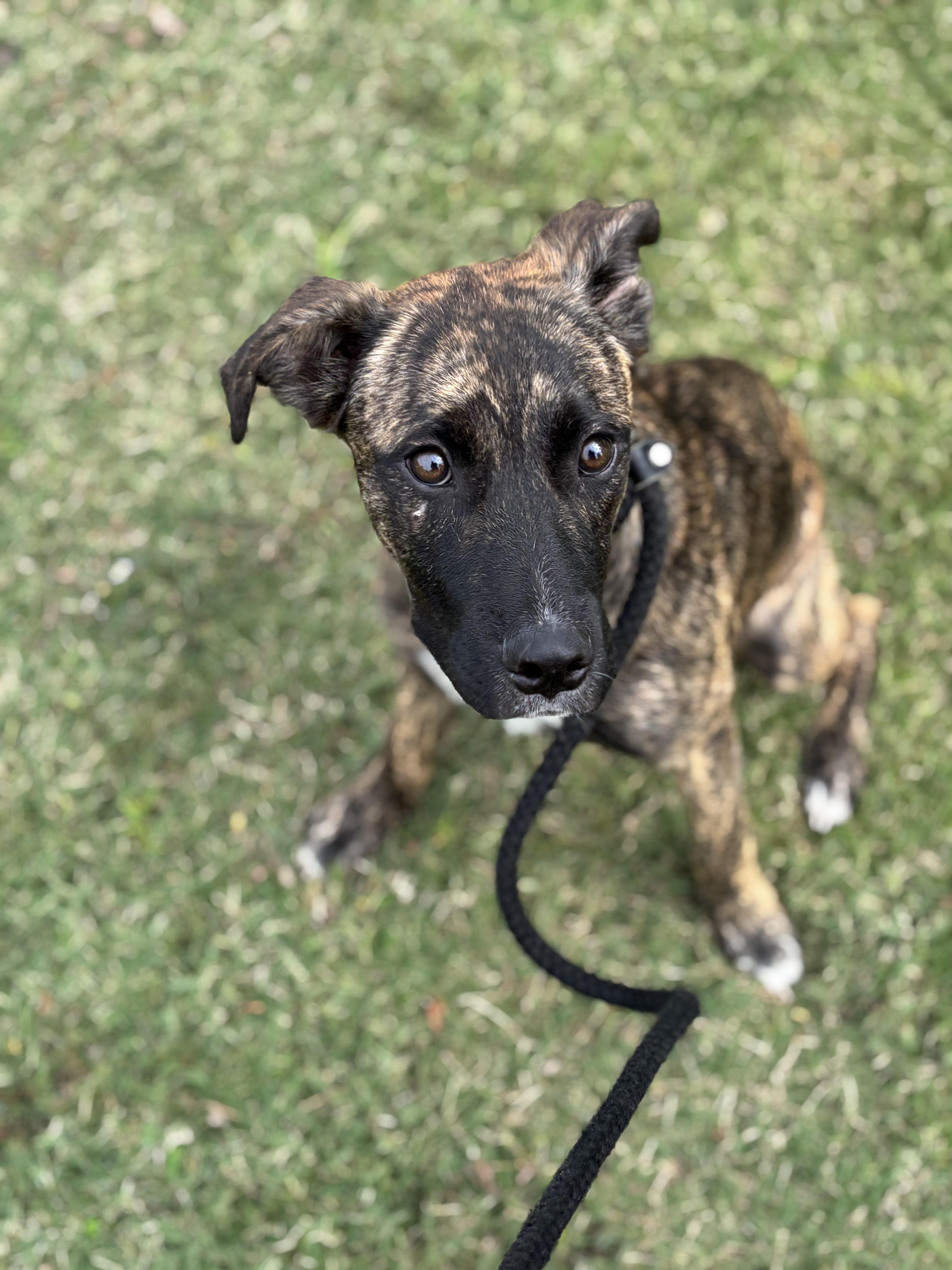 Hogan, a Adoptable mixed breed in Collierville, TN image 3/5