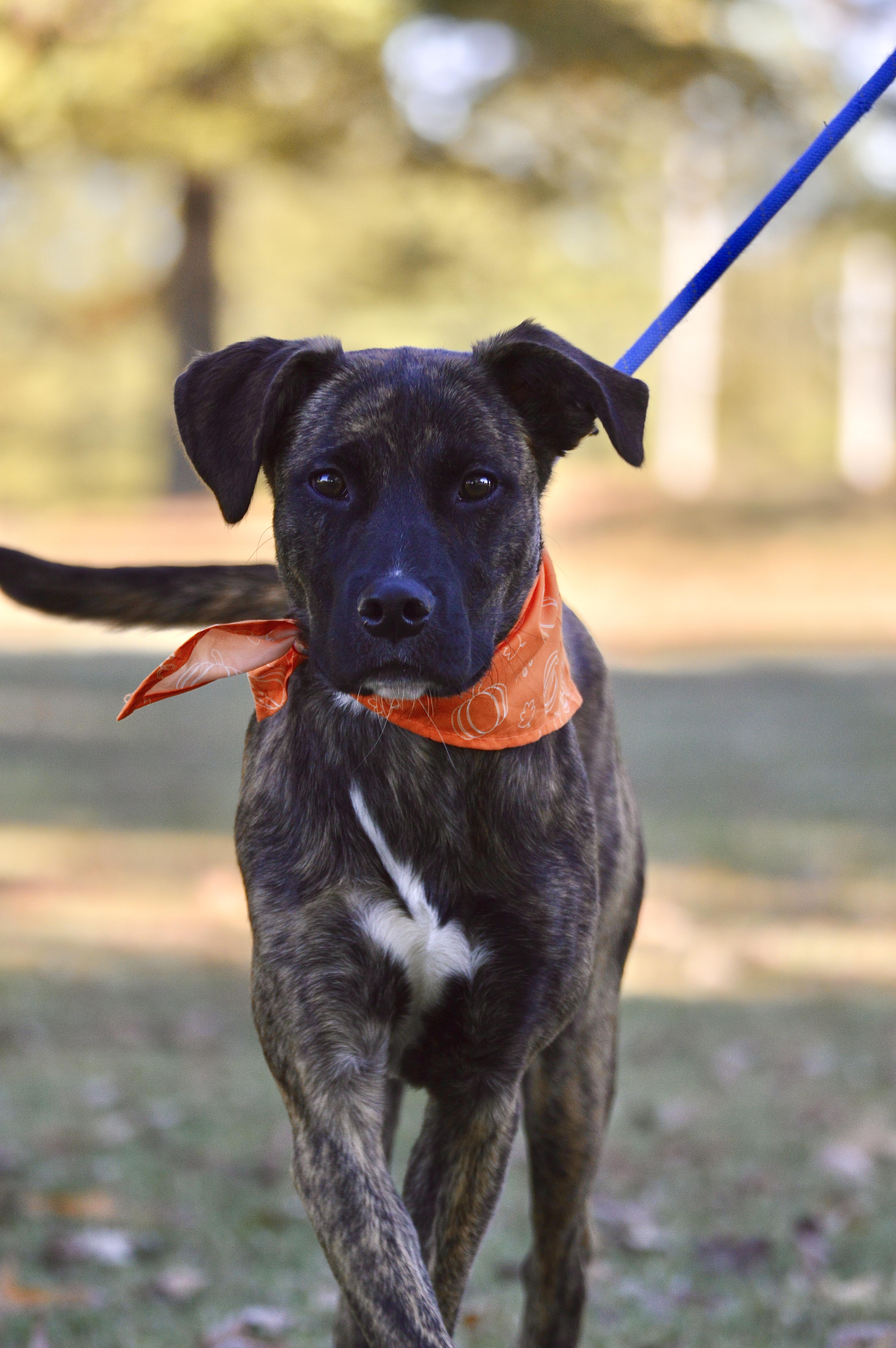 Hogan, a Adoptable mixed breed in Collierville, TN image 2/5
