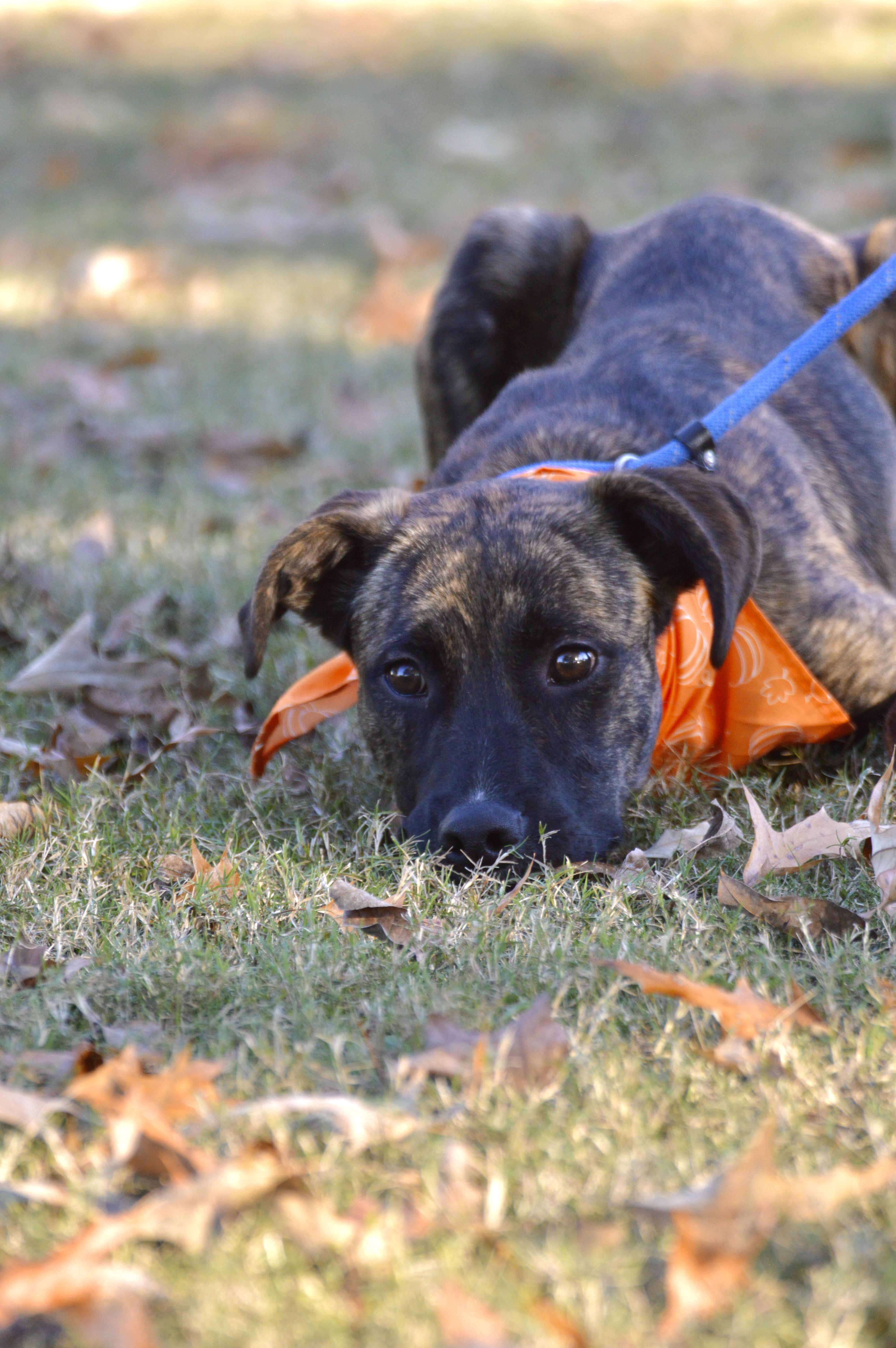 Hogan, a Adoptable mixed breed in Collierville, TN image 5/5