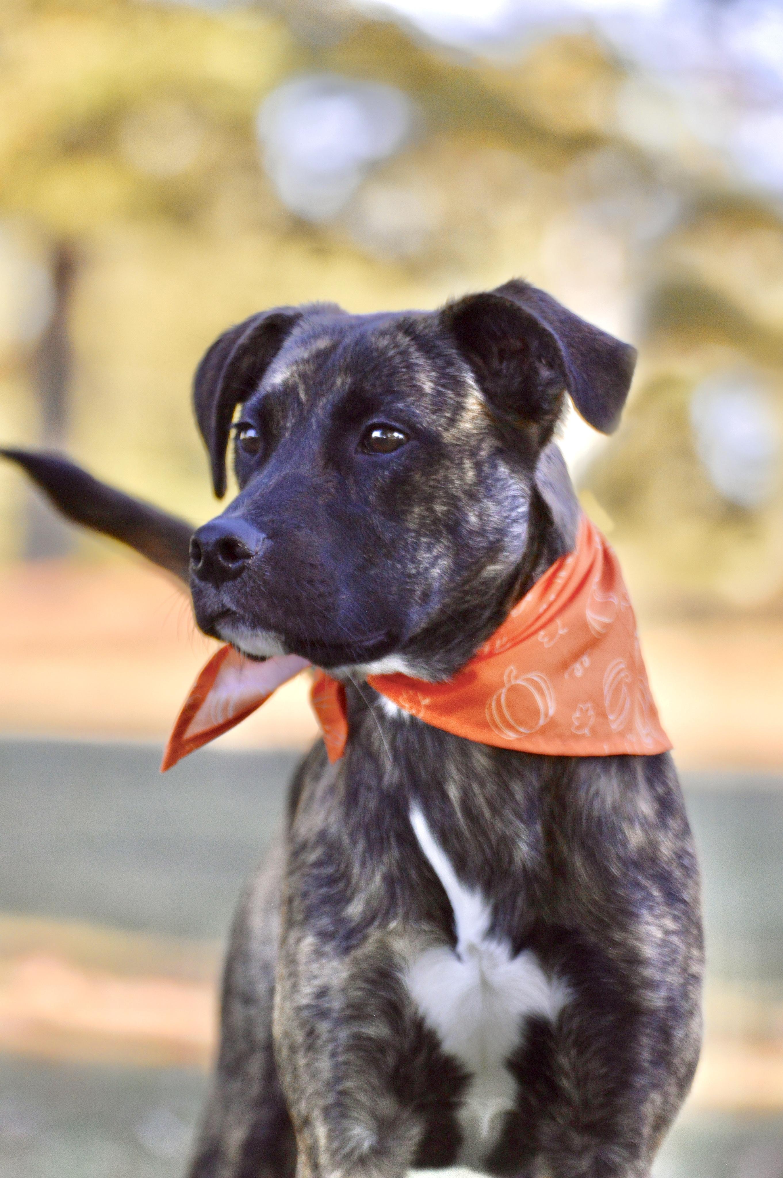 Hogan, a Adoptable mixed breed in Collierville, TN image 1/5