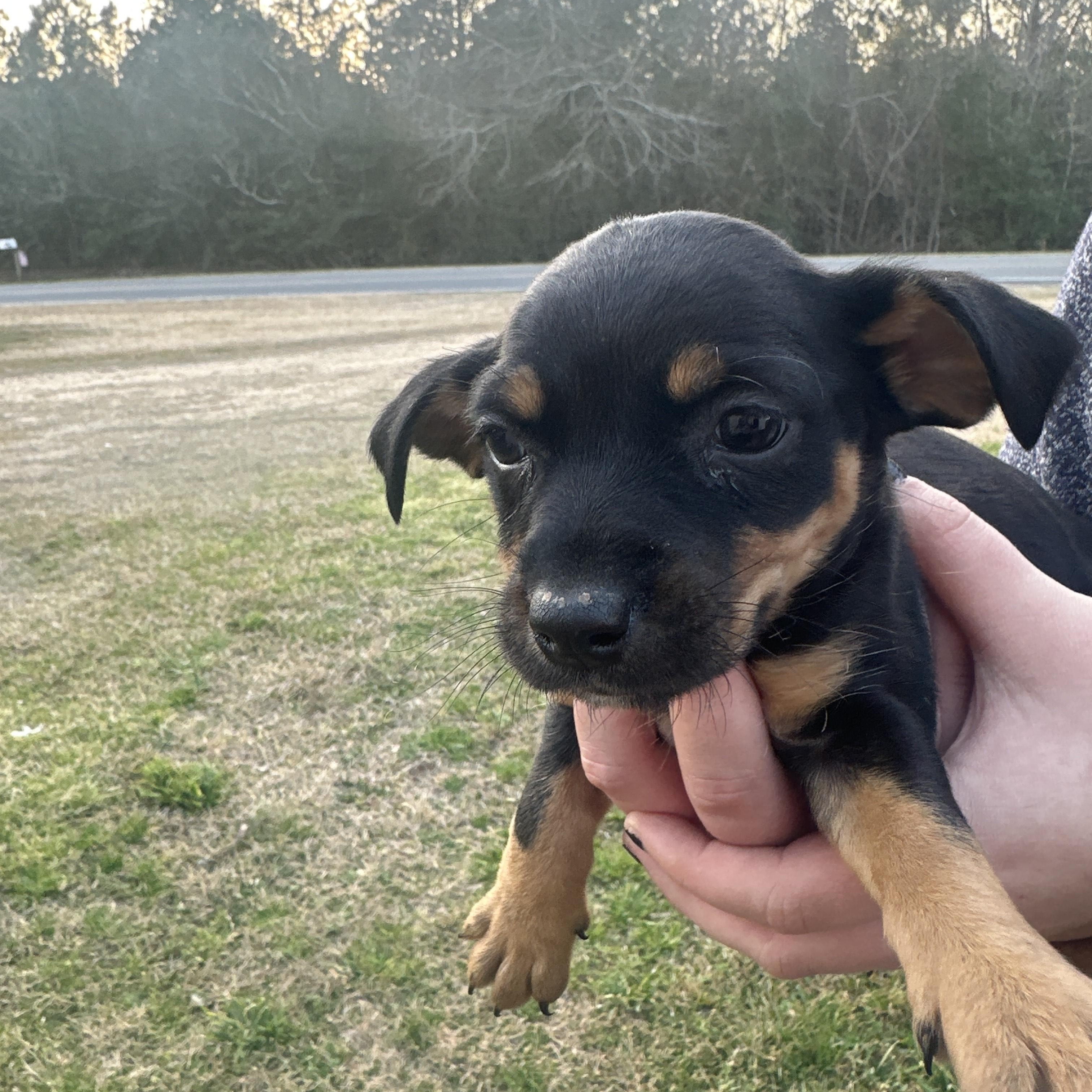 Sailor Shortcake — thumbnail 2