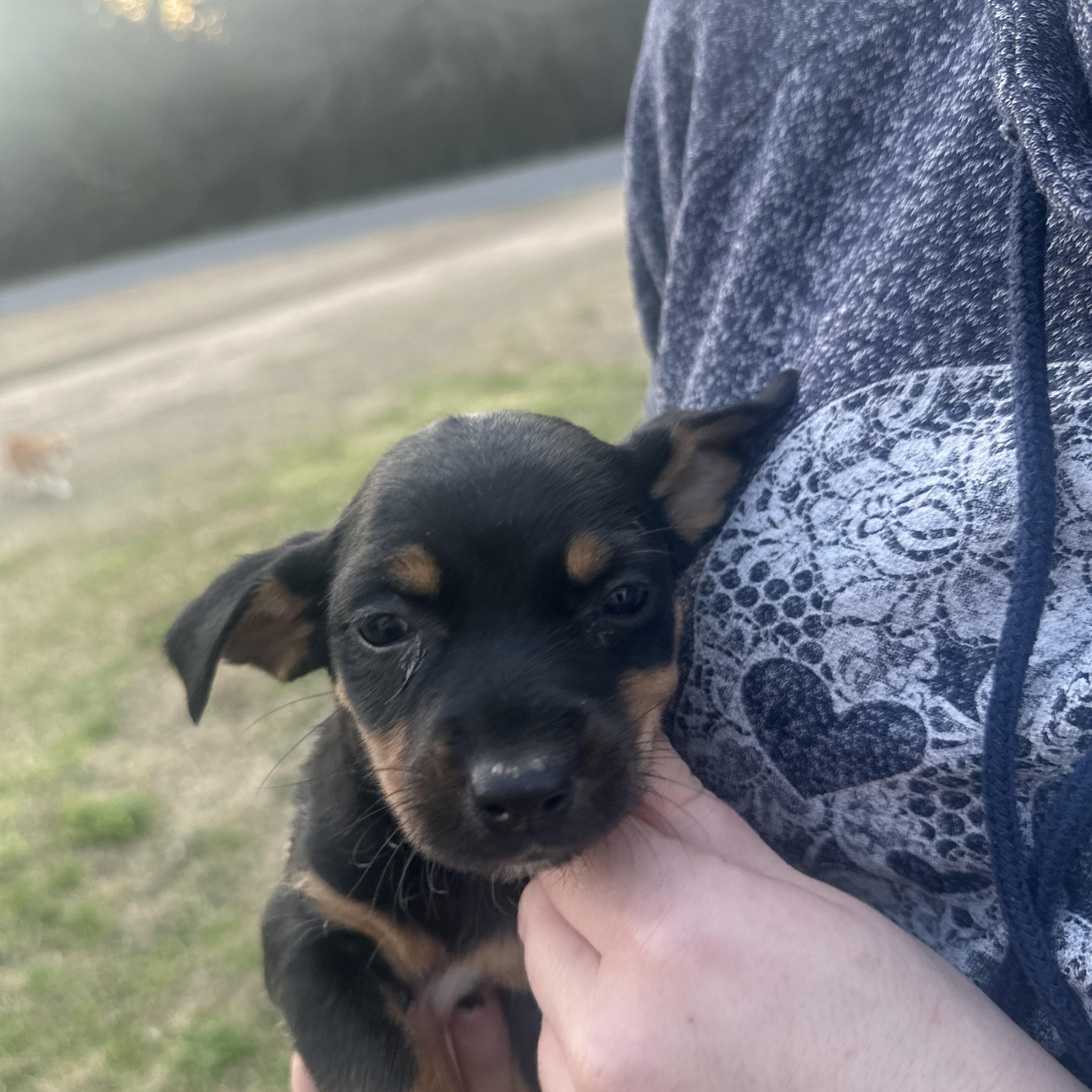 Sailor Shortcake — thumbnail 3