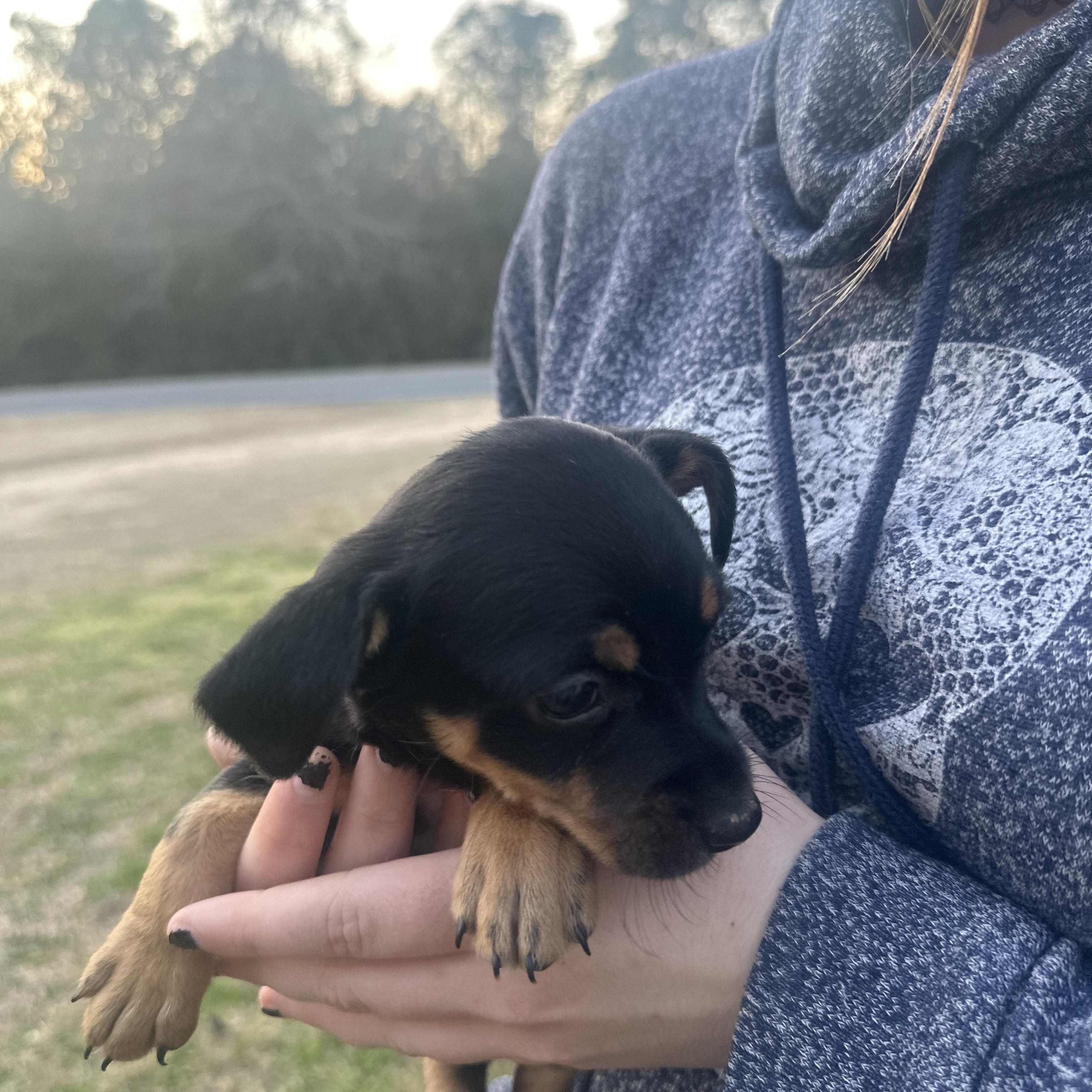 Sailor Shortcake — thumbnail 4