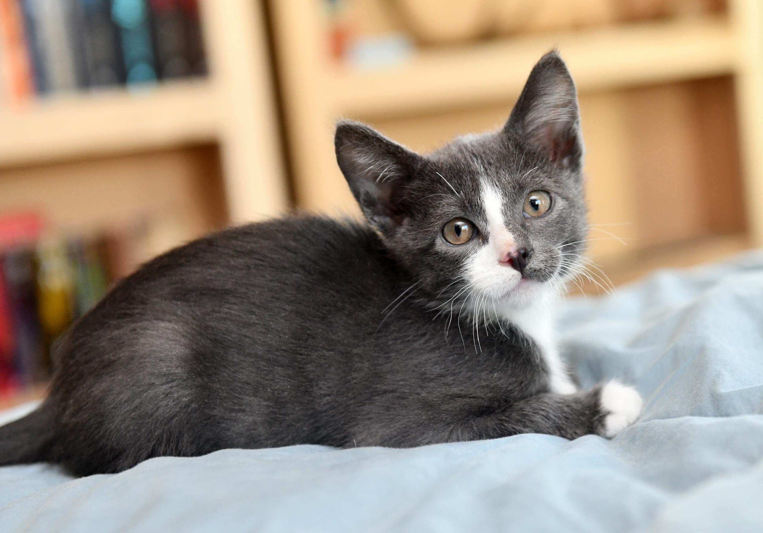 Sonic And Storm thumbnail 6