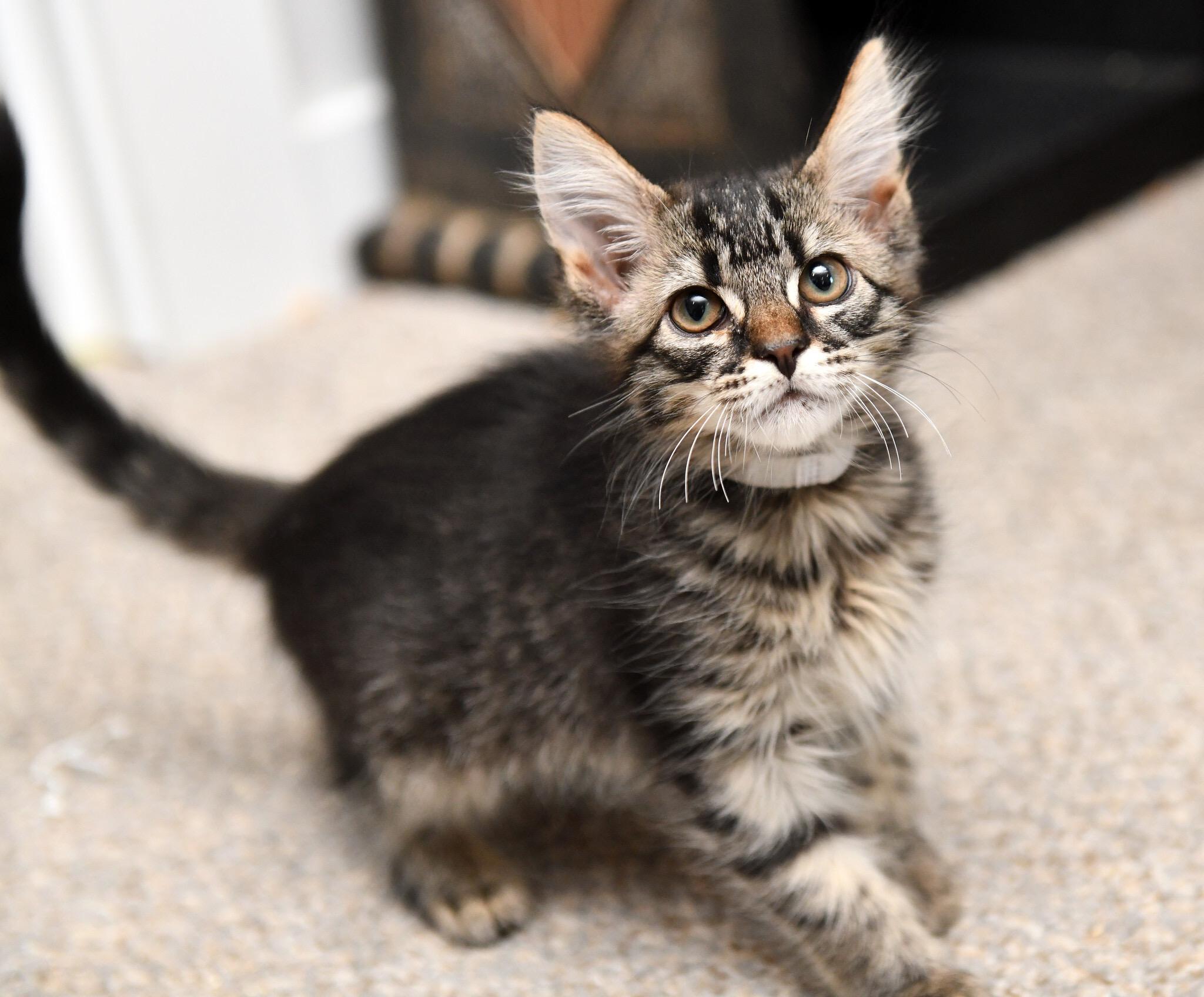 Sonic And Storm thumbnail 3