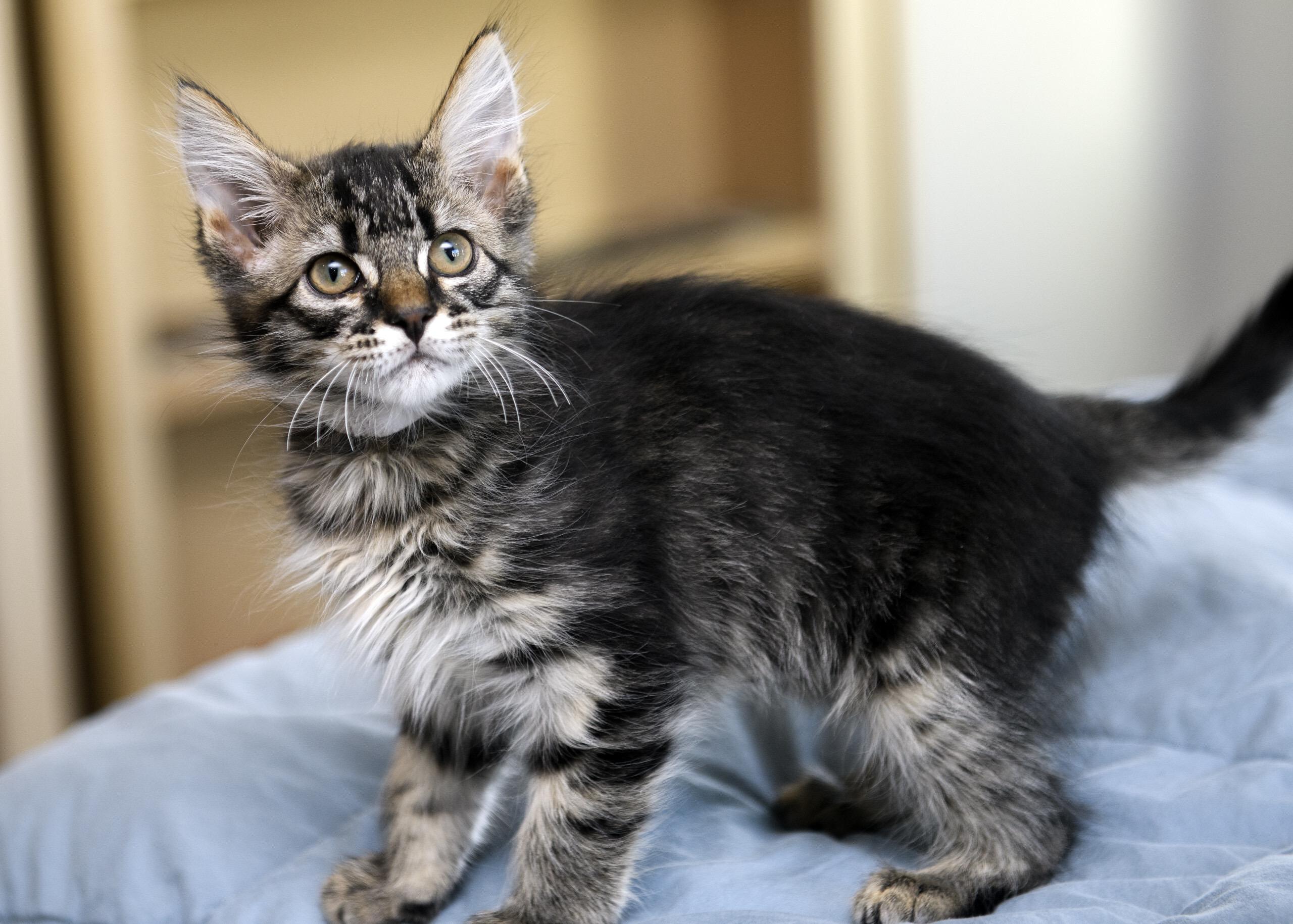 Sonic And Storm thumbnail 4