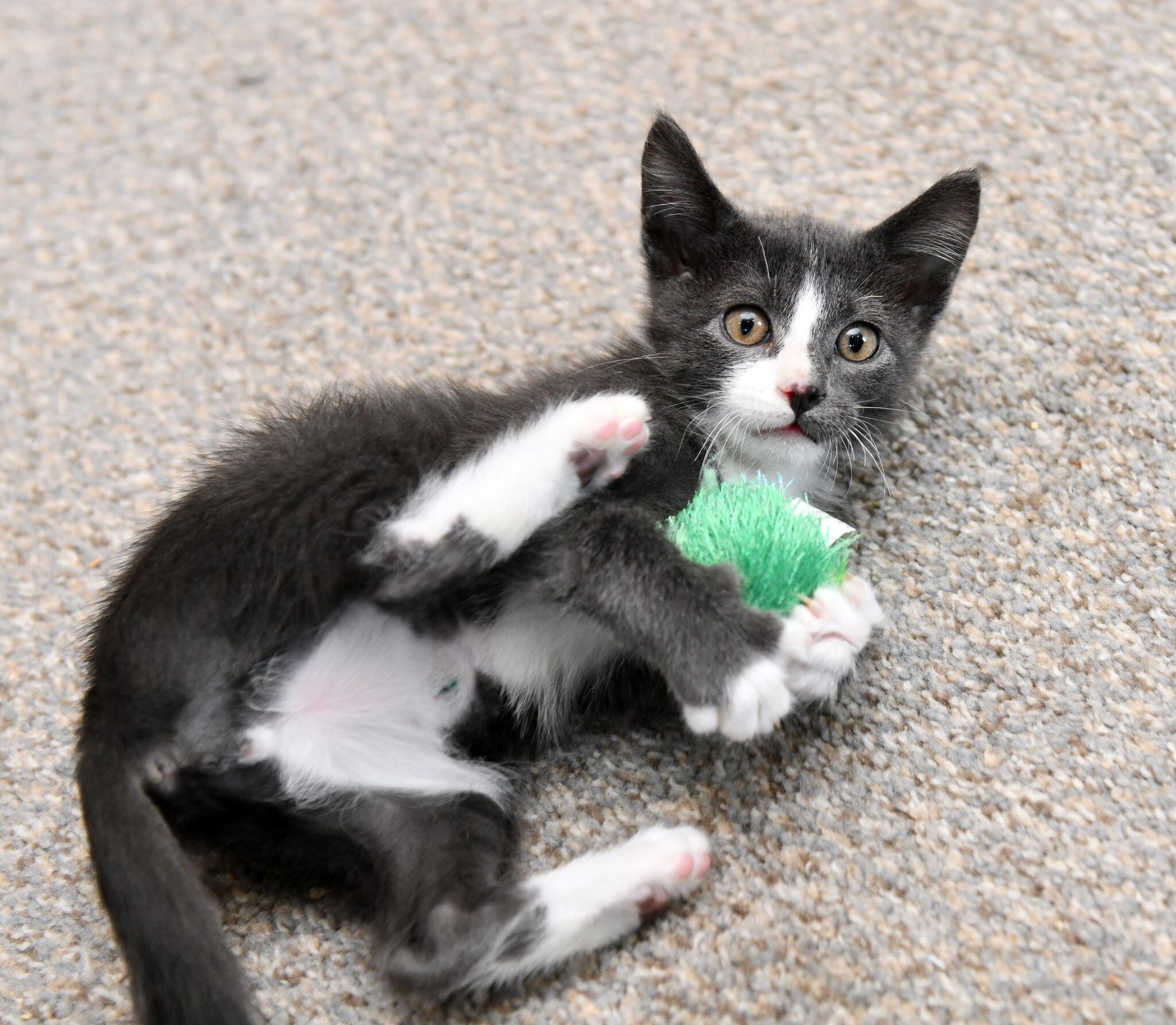 Sonic And Storm thumbnail 5