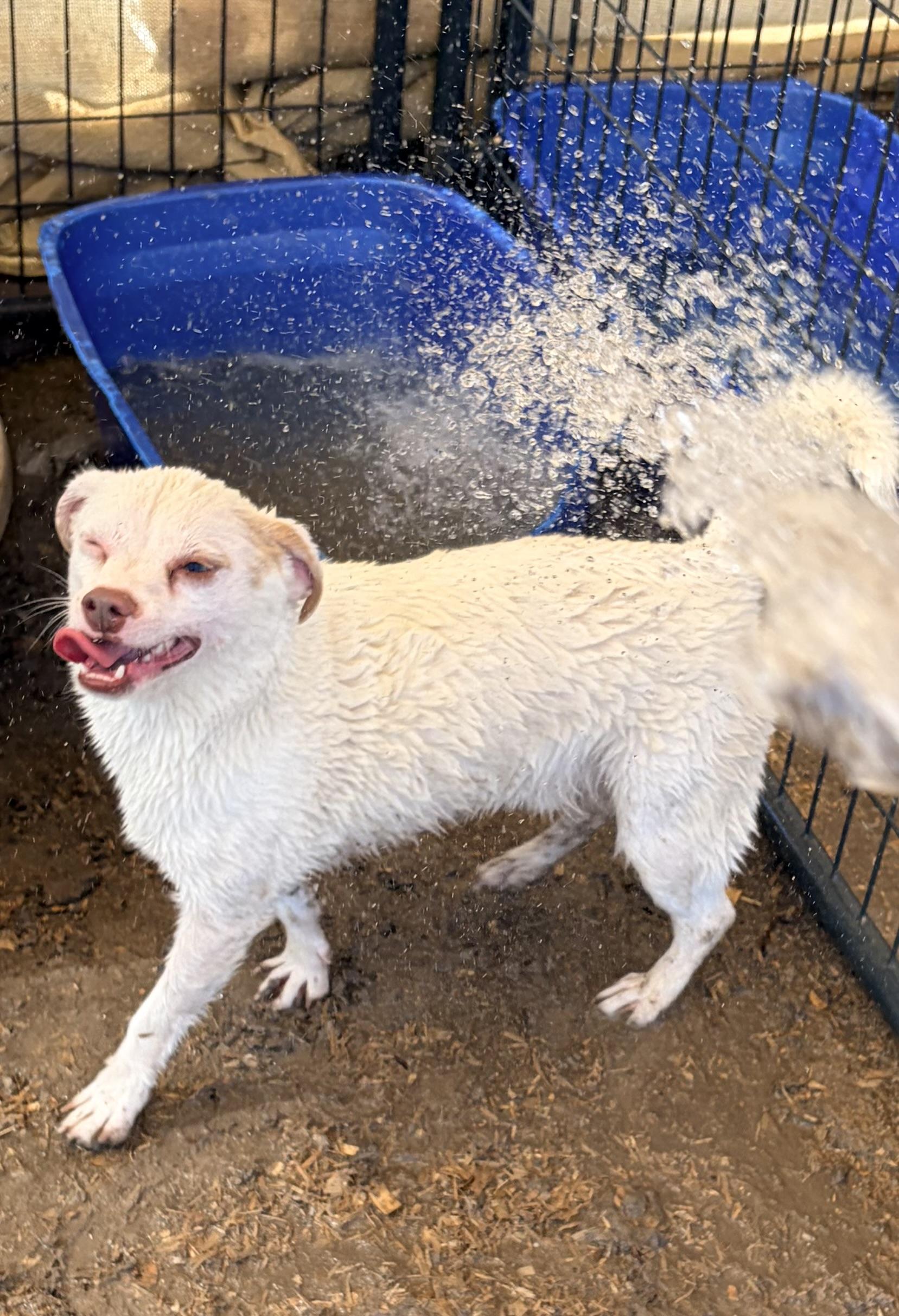 Enlarge Chewy, a Adoptable mixed breed in Bakersfield, CA image 5/6