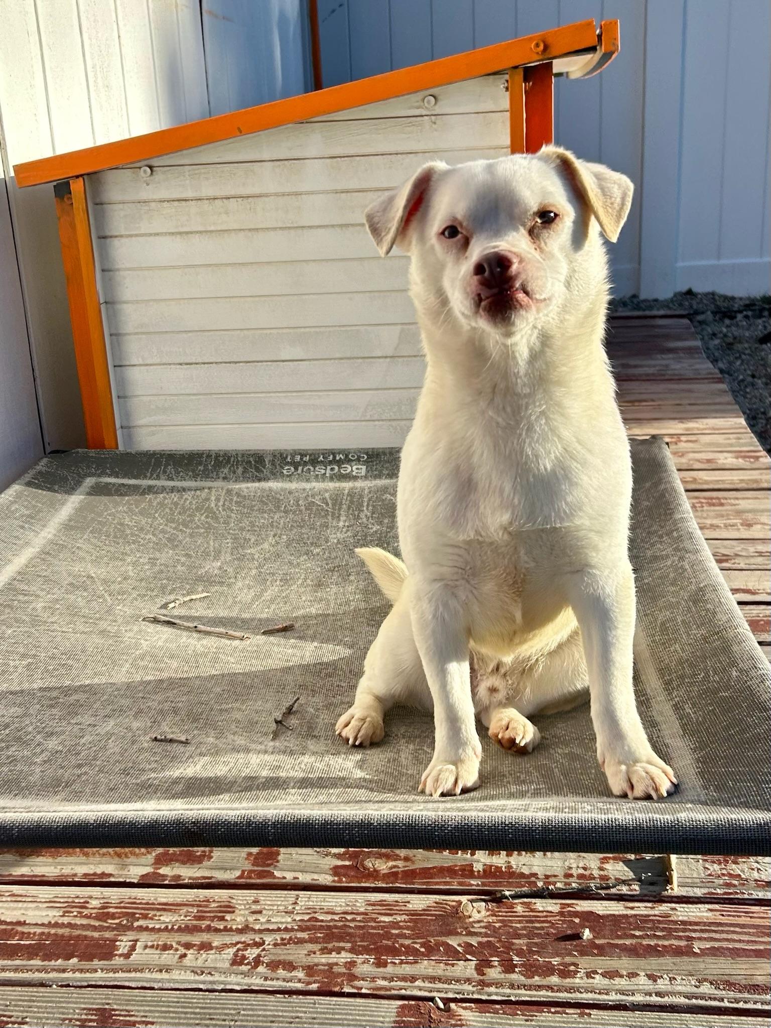 Enlarge Chewy, a Adoptable mixed breed in Bakersfield, CA image 2/4