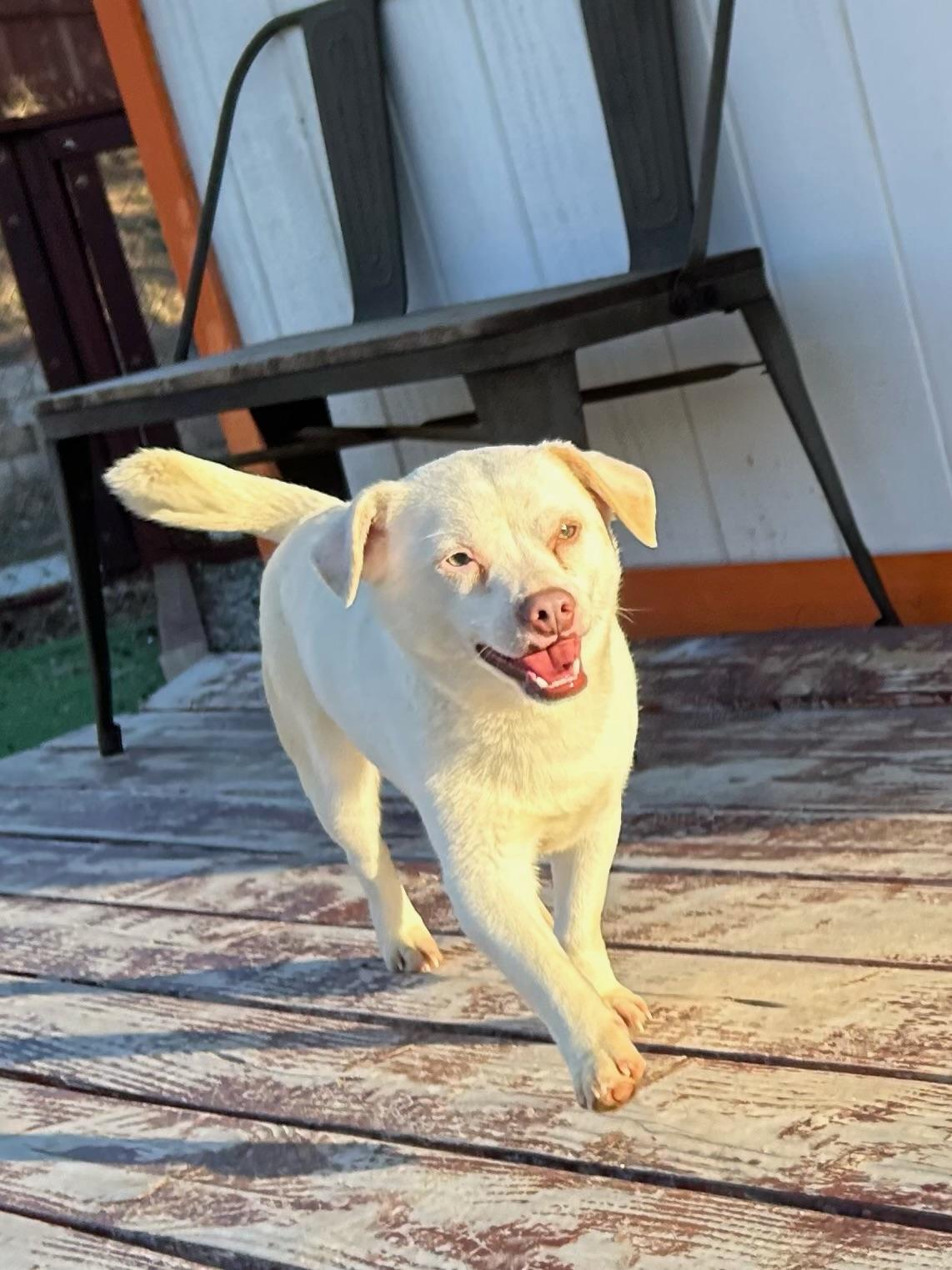 Enlarge Chewy, a Adoptable mixed breed in Bakersfield, CA image 3/4