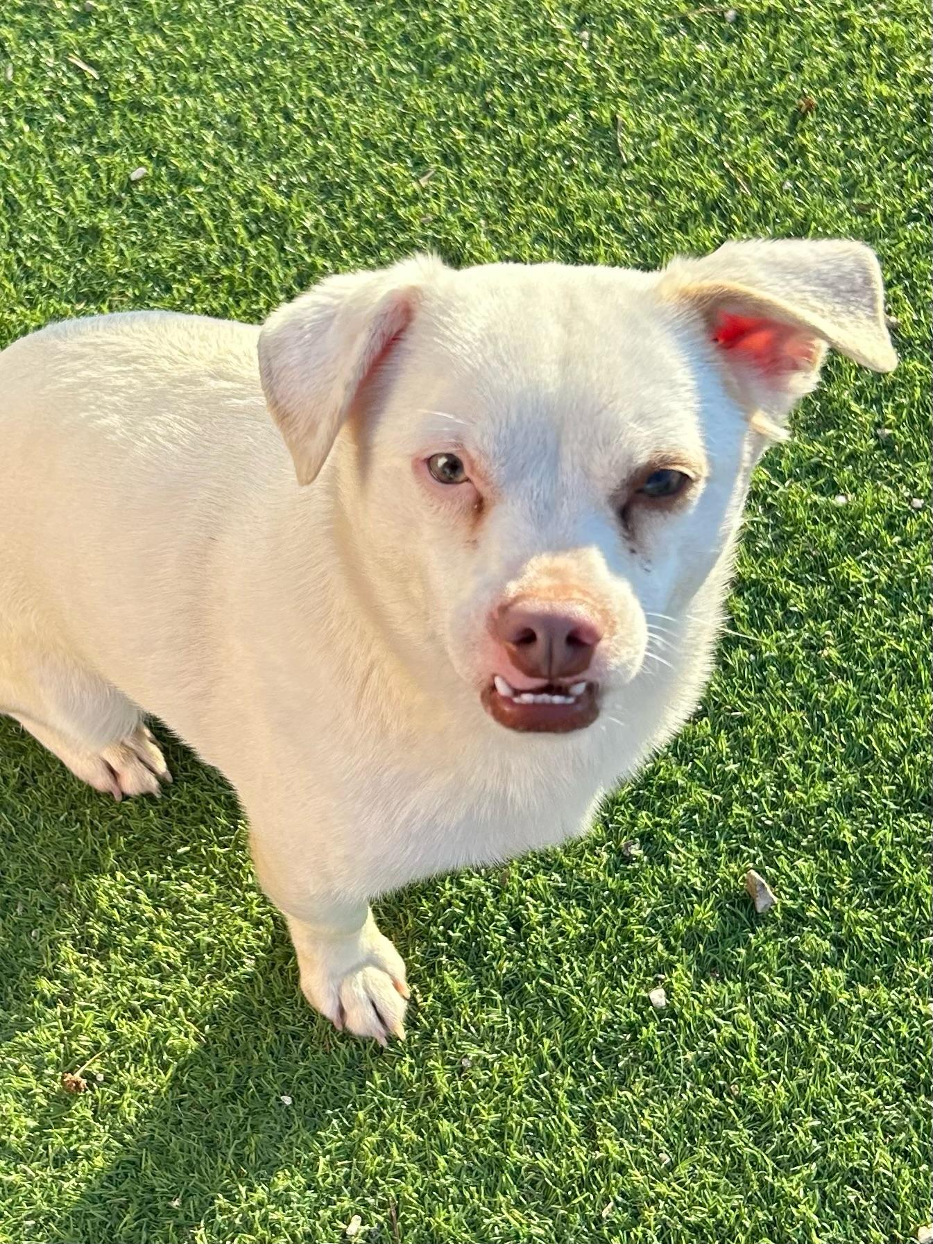 Enlarge Chewy, a Adoptable mixed breed in Bakersfield, CA image 4/4