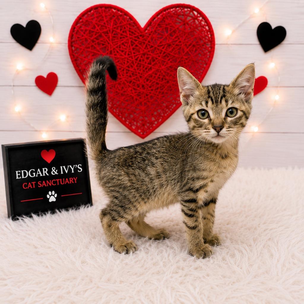 Enlarge Thyme, a Adopted mixed breed in Corpus Christi, TX image 1/1