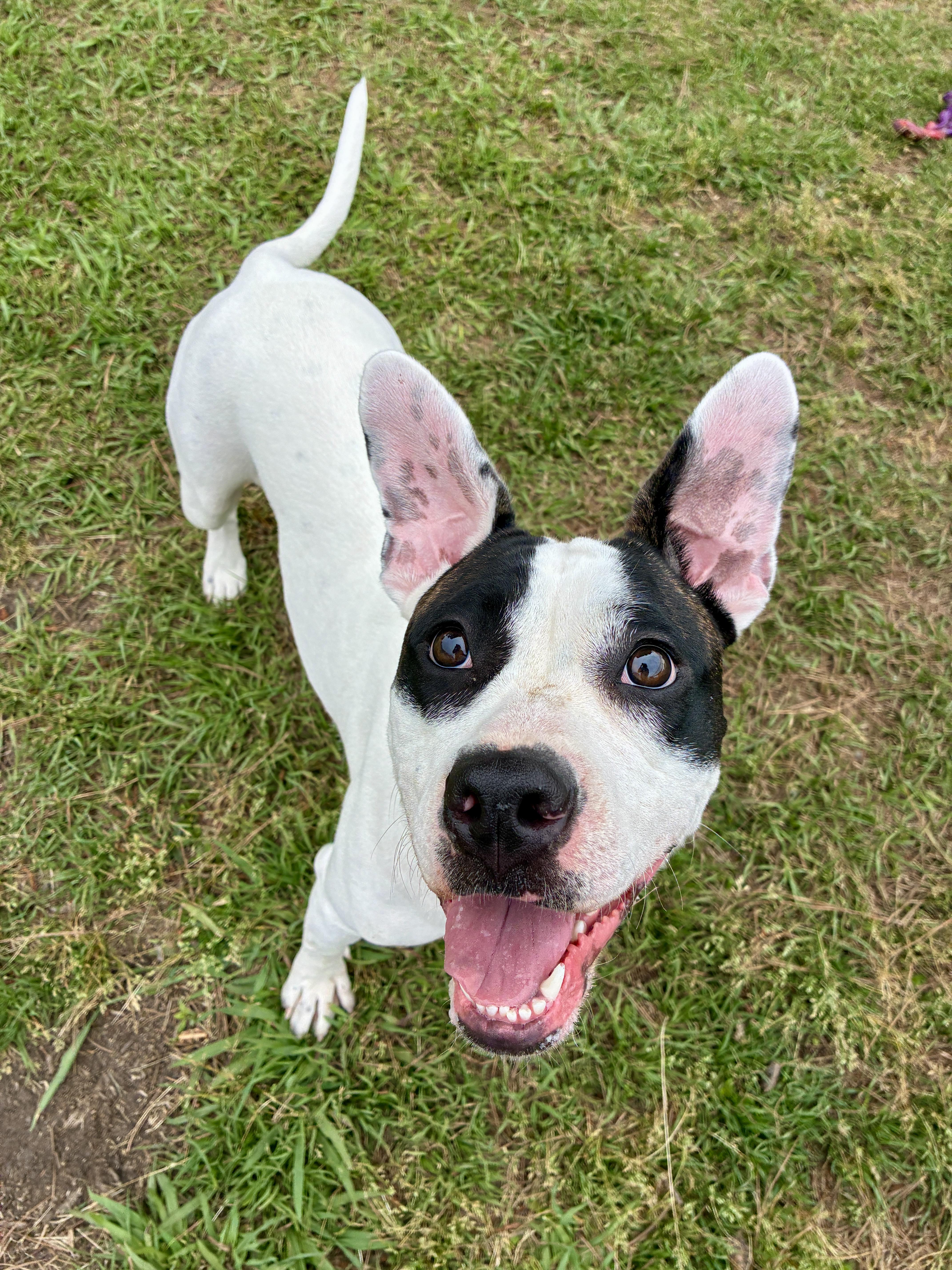 Enlarge Darla(deaf, in foster), a Adopted Mixed Breed in Myrtle Beach, SC image 4/4