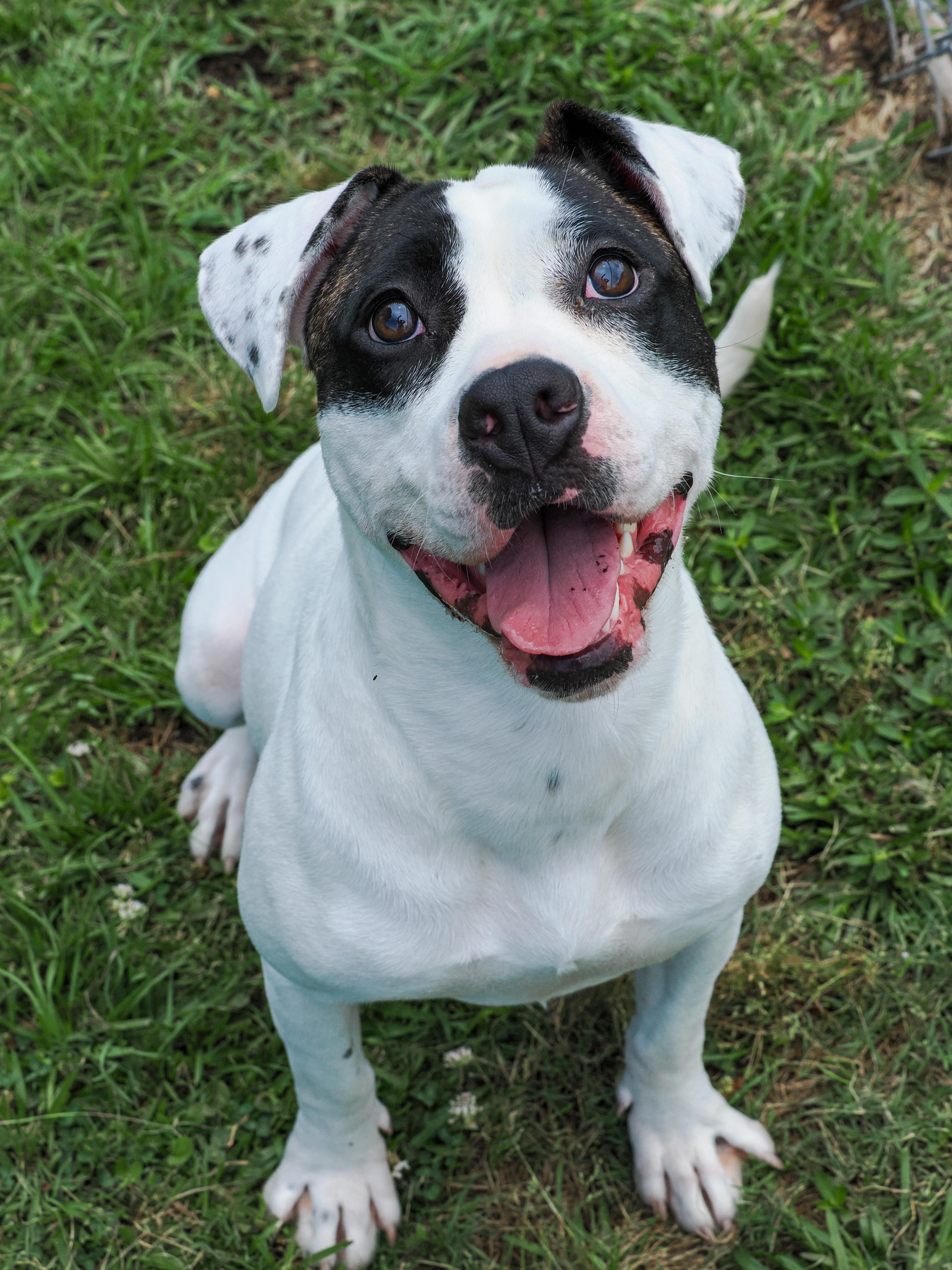Enlarge Darla(deaf, in foster), a Adopted Mixed Breed in Myrtle Beach, SC image 1/4