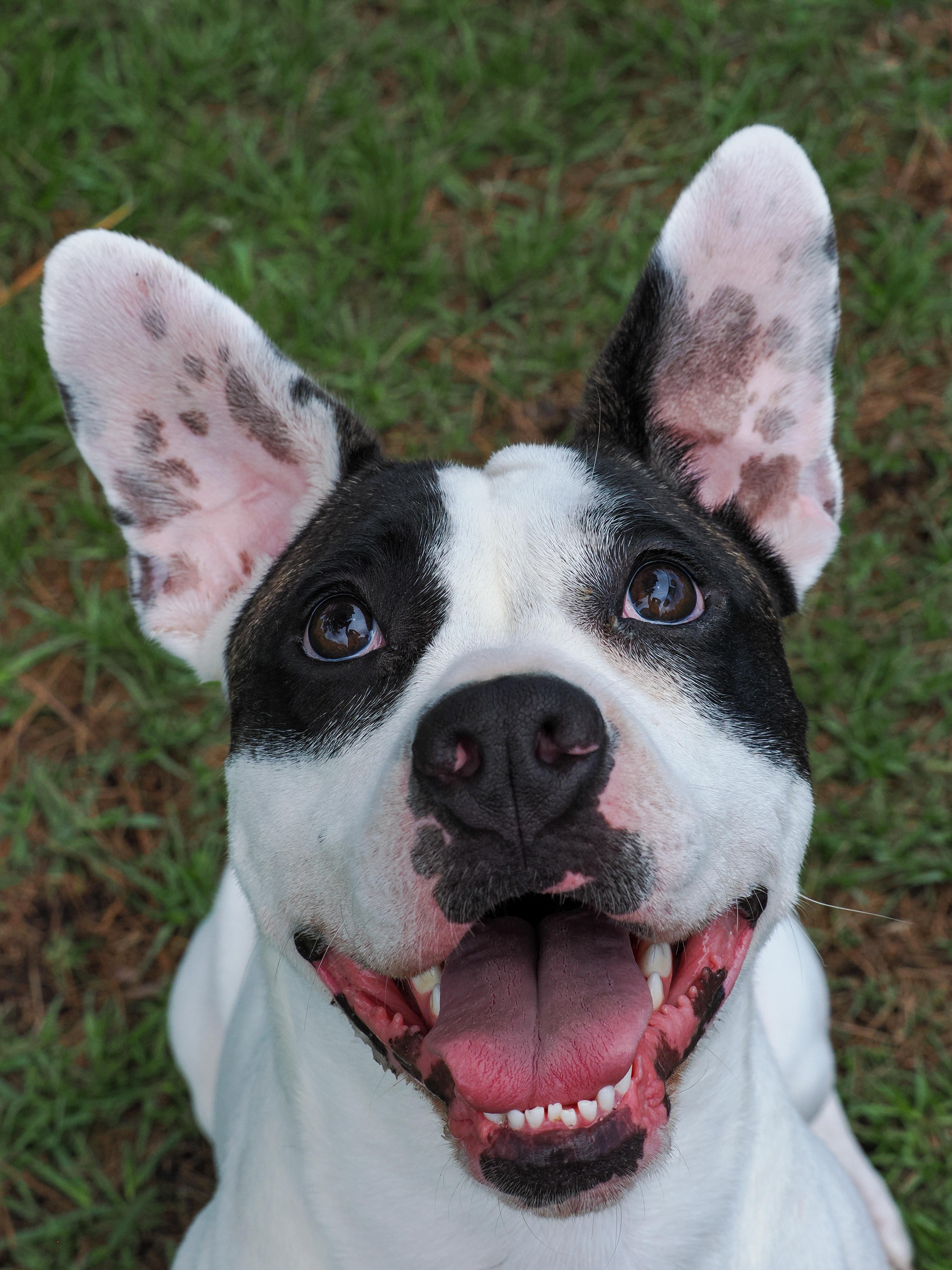 Enlarge Darla(deaf, in foster), a Adopted Mixed Breed in Myrtle Beach, SC image 2/4