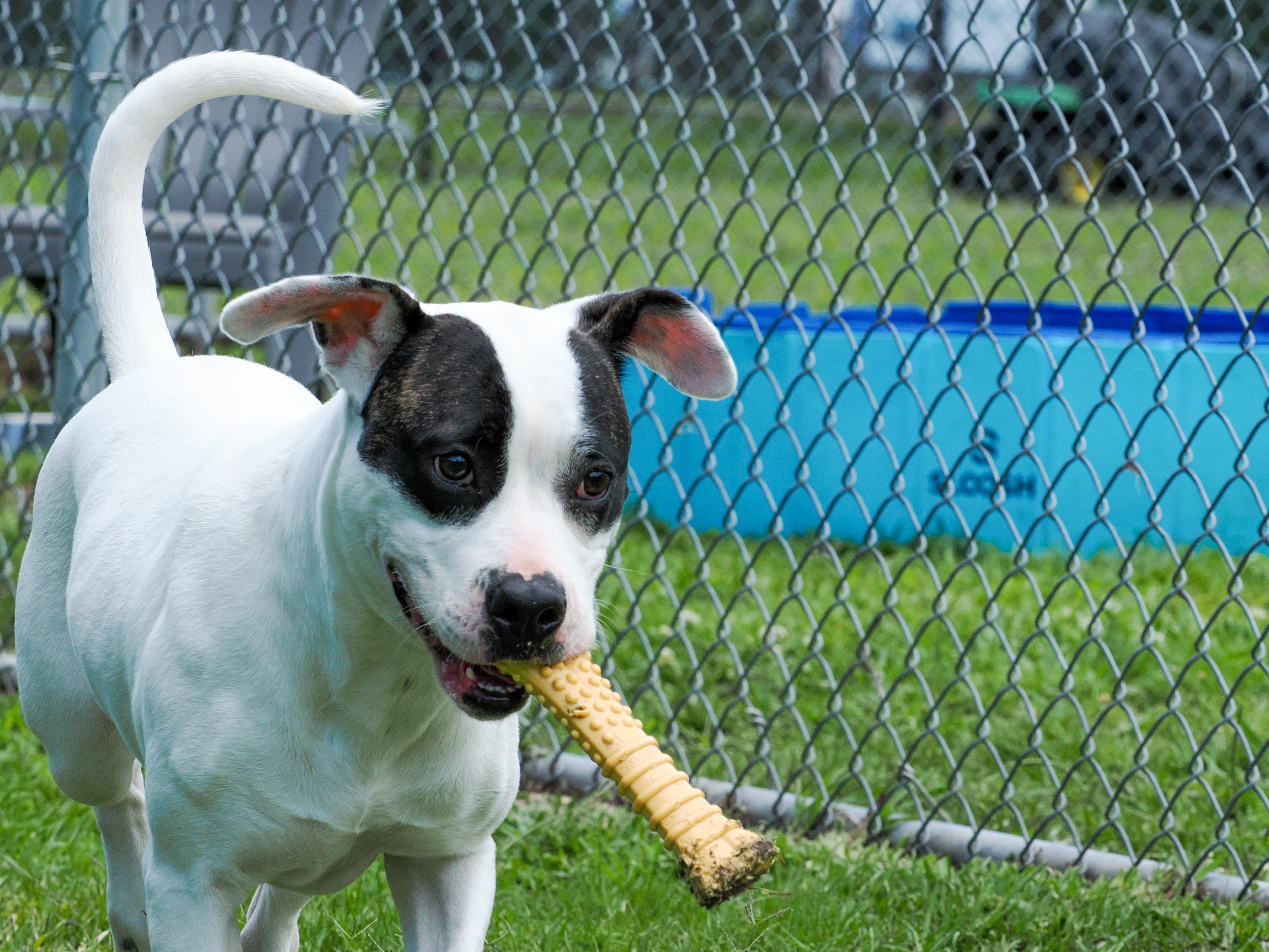 Enlarge Darla(deaf, in foster), a Adopted Mixed Breed in Myrtle Beach, SC image 3/4