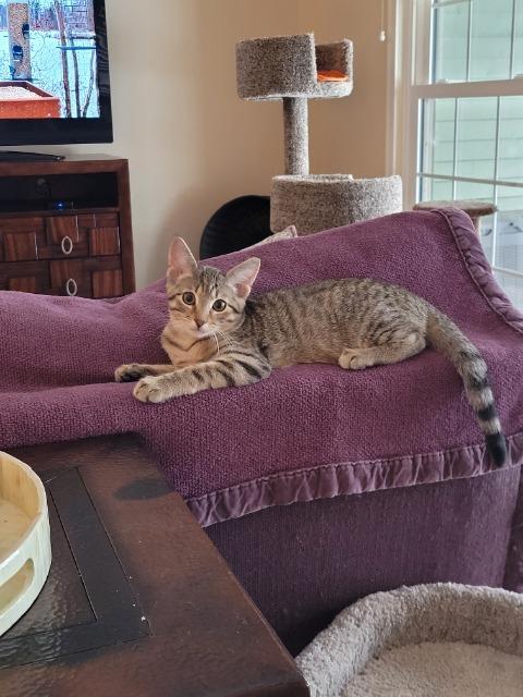 Charlie Brown thumbnail 2