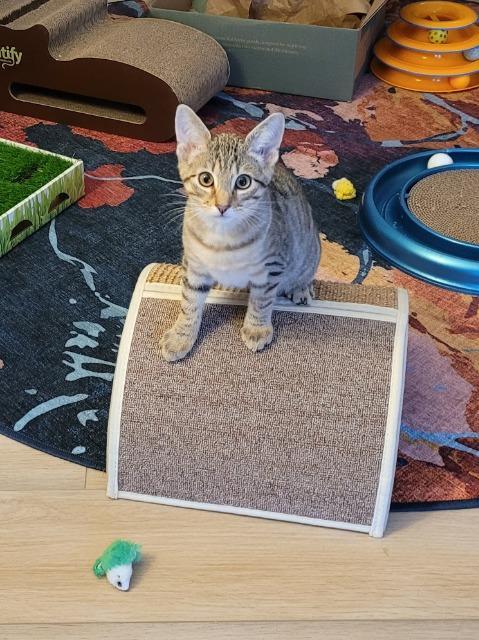 Charlie Brown thumbnail 3