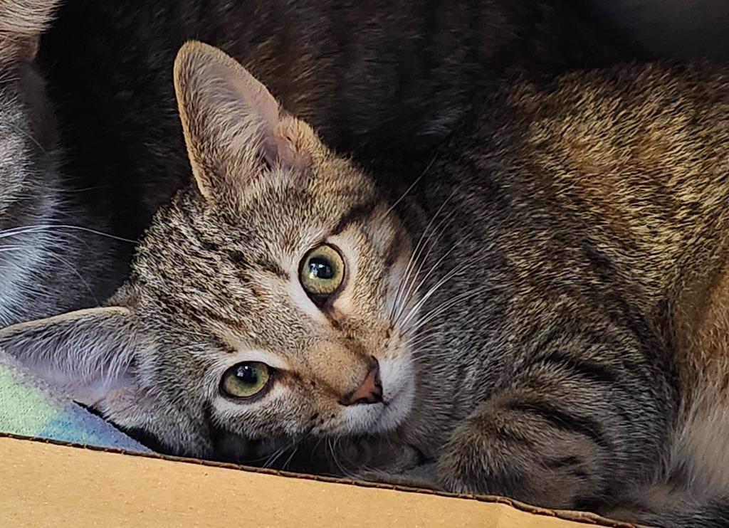 Charlie Brown thumbnail 4