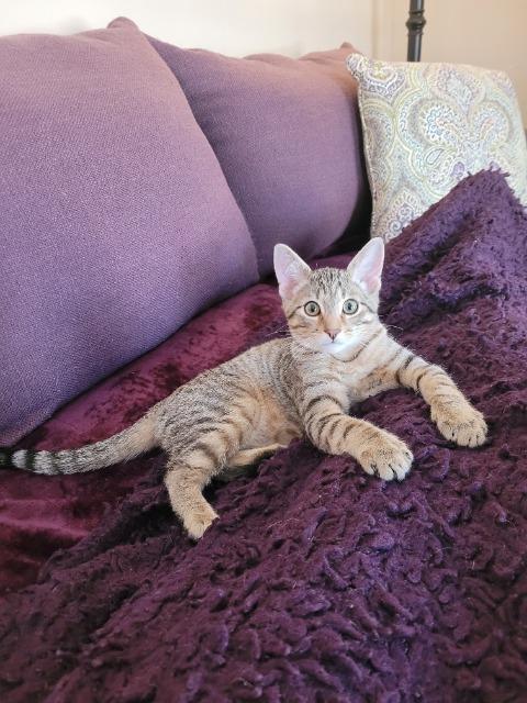 Charlie Brown thumbnail 5