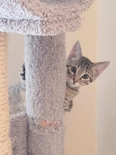 Charlie Brown thumbnail 6