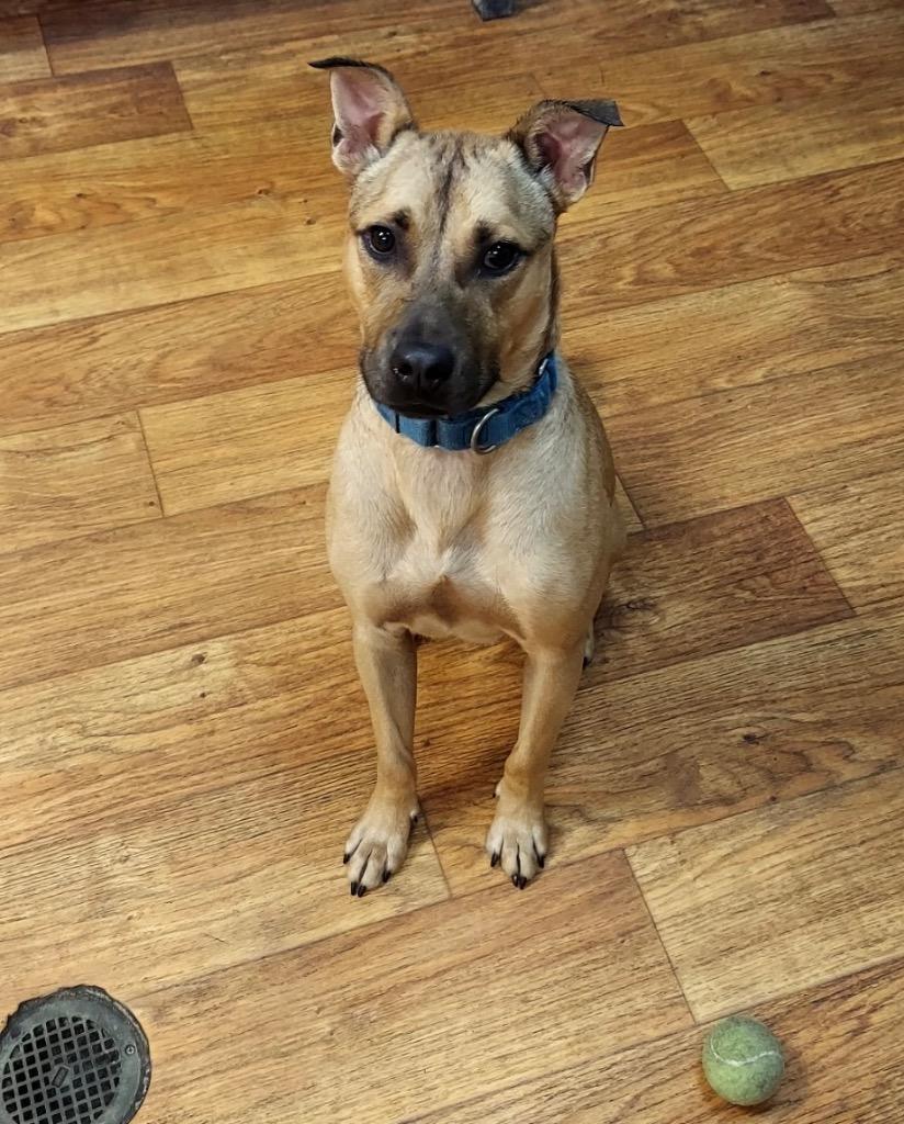 Enlarge Nike, a Adoptable Mixed Breed in Ocala, FL image 1/4