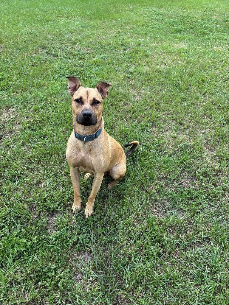 Nike, Adoptable, Adult Male Mixed Breed.