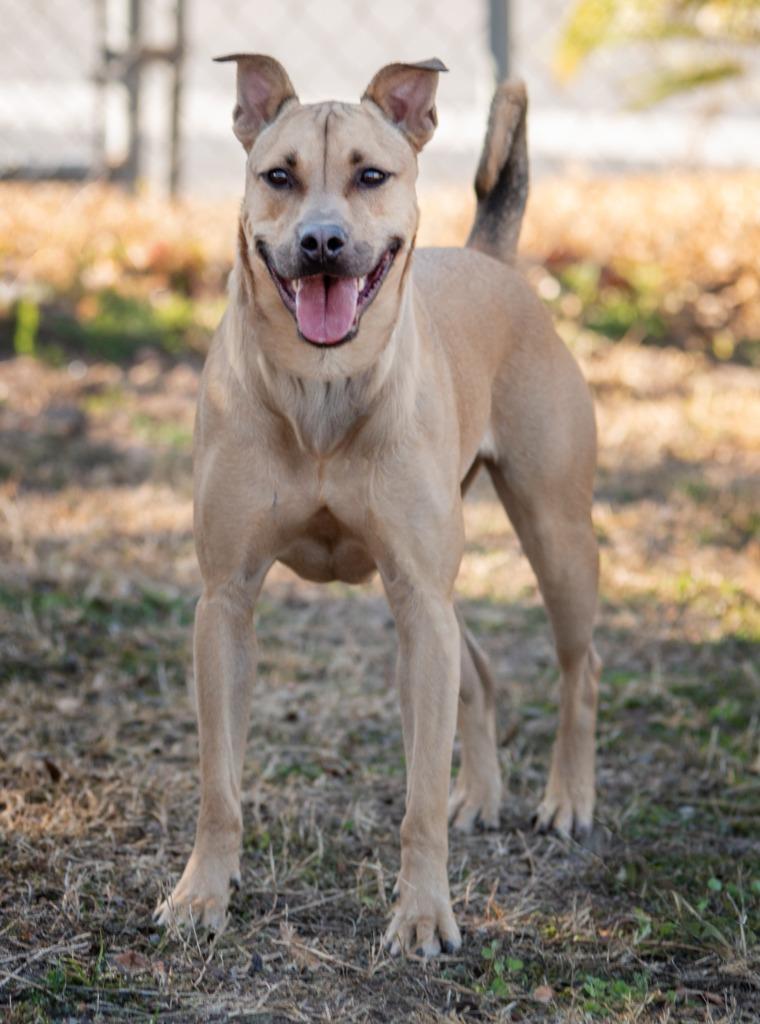 Enlarge Nike, a Adoptable Mixed Breed in Ocala, FL image 2/4
