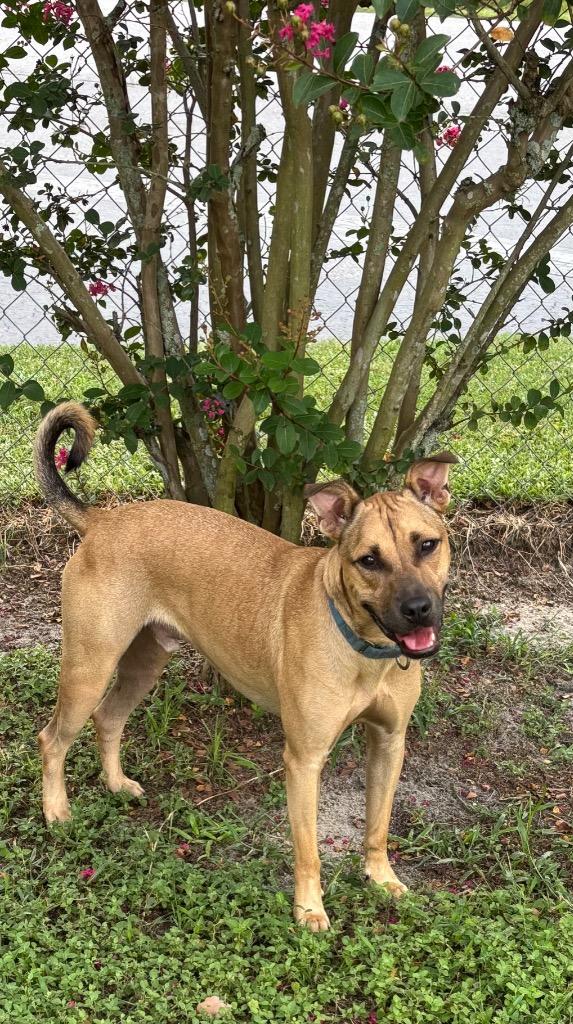 Enlarge Nike, a Adoptable Mixed Breed in Ocala, FL image 2/4