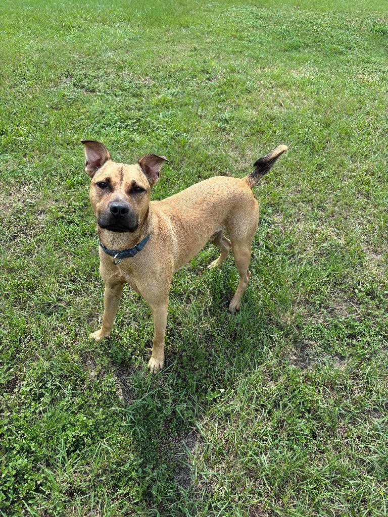 Enlarge Nike, a Adoptable Mixed Breed in Ocala, FL image 1/4